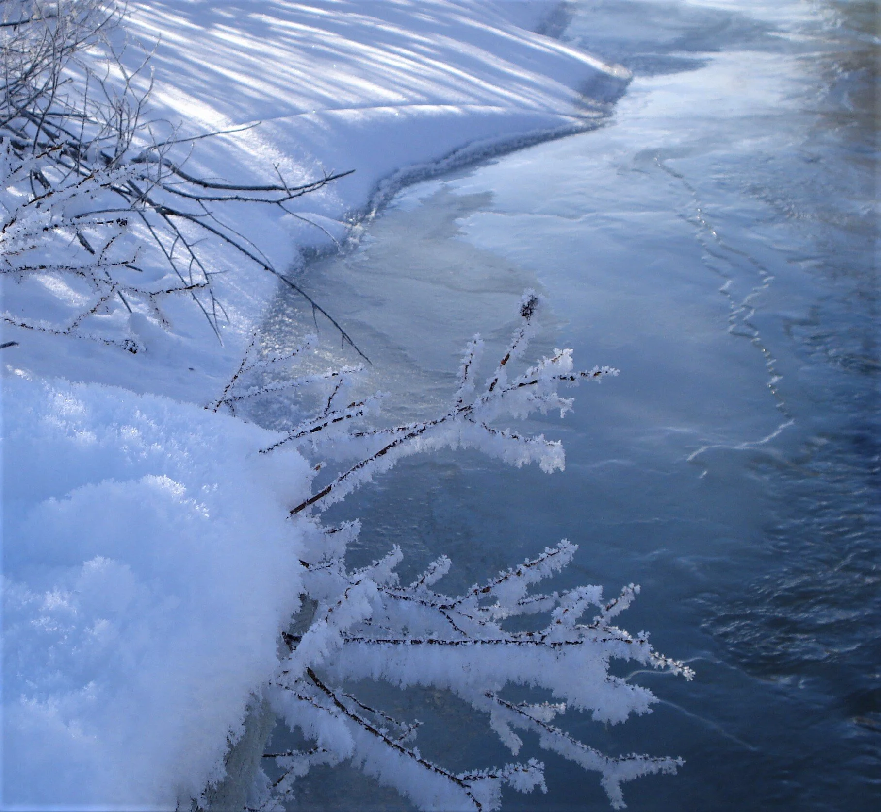 Frosted Branches