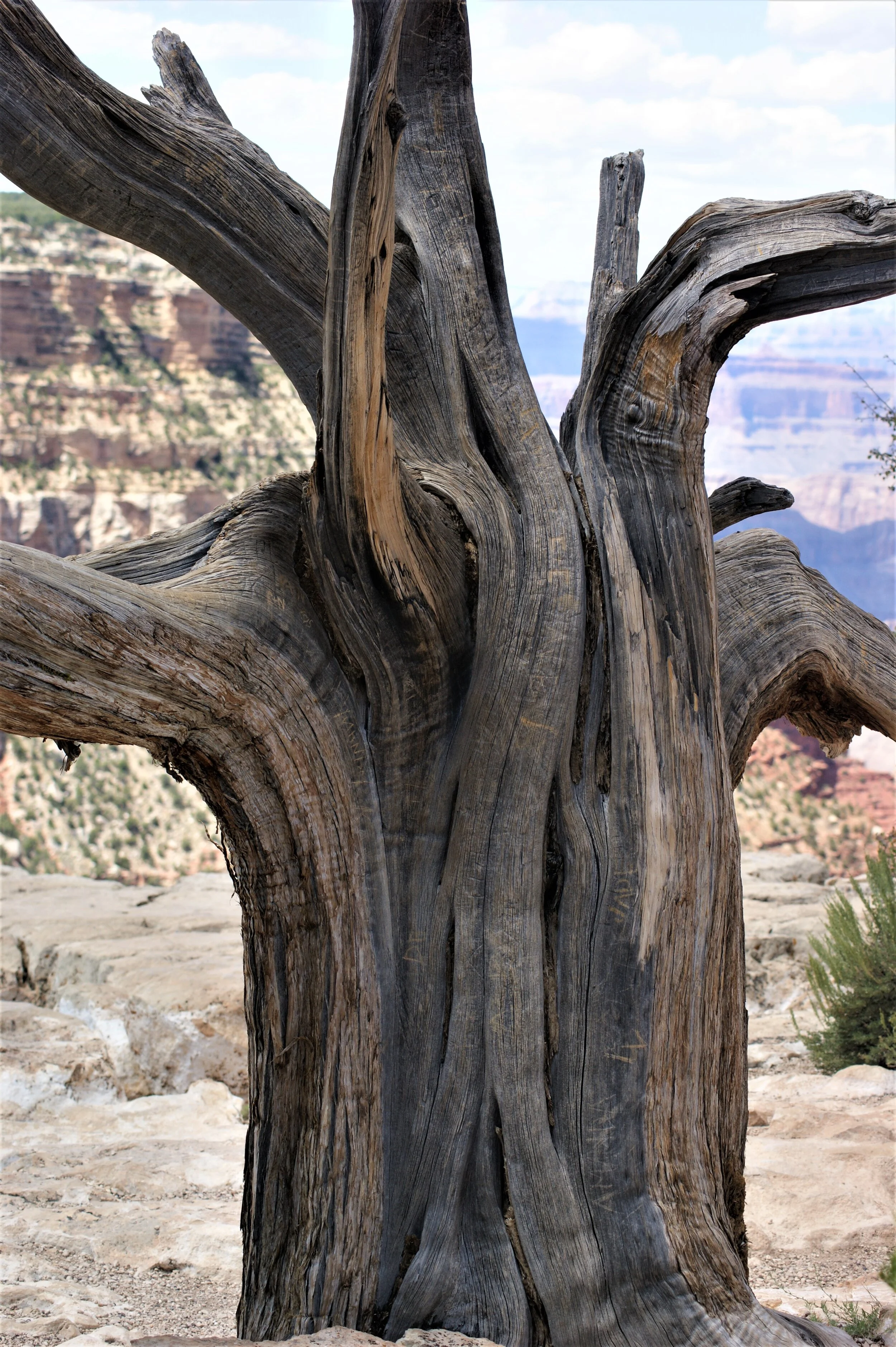 Western Juniper - Grand Canyon