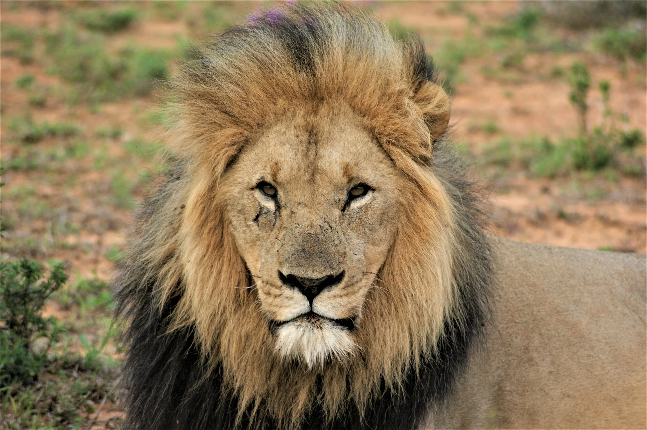 King of the Jungle