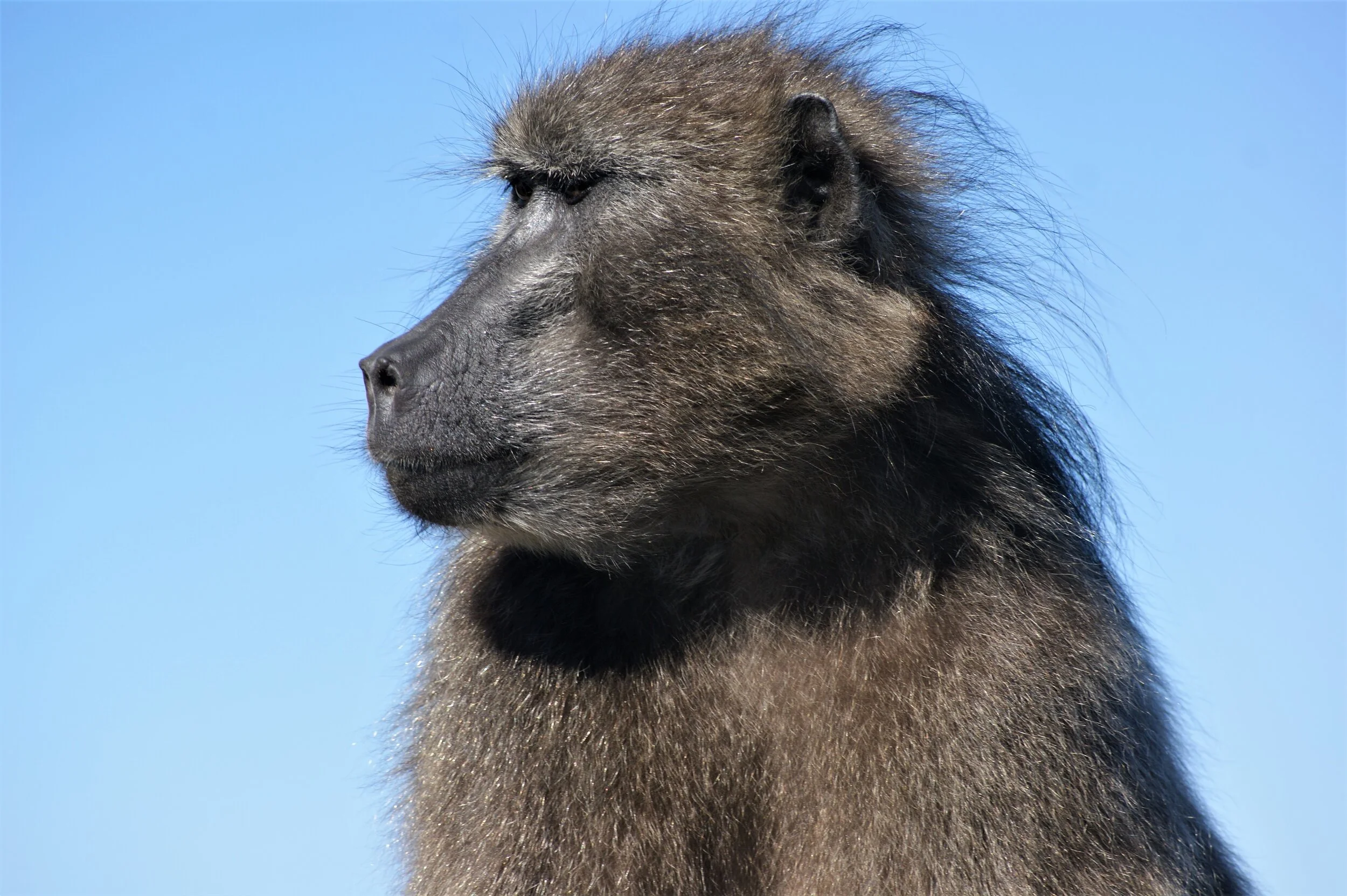 Male Baboon close up