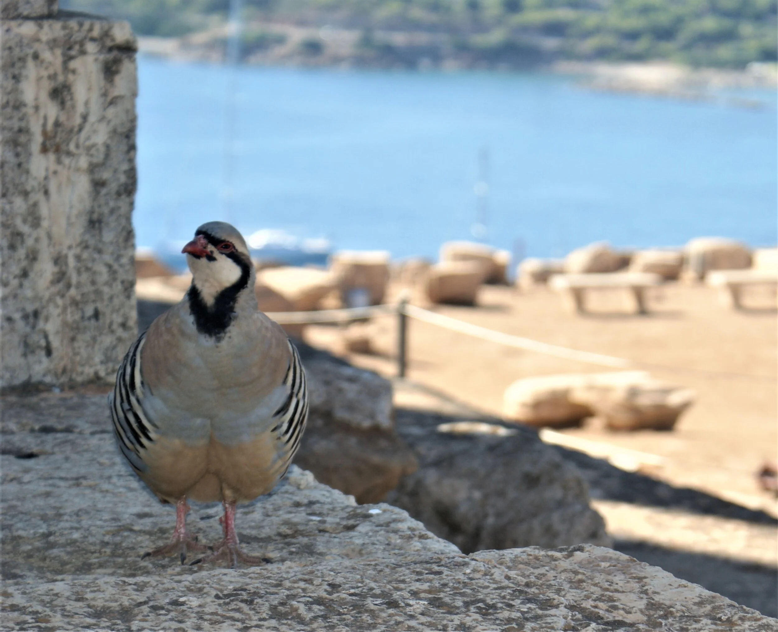 Rock Partridge in Greece