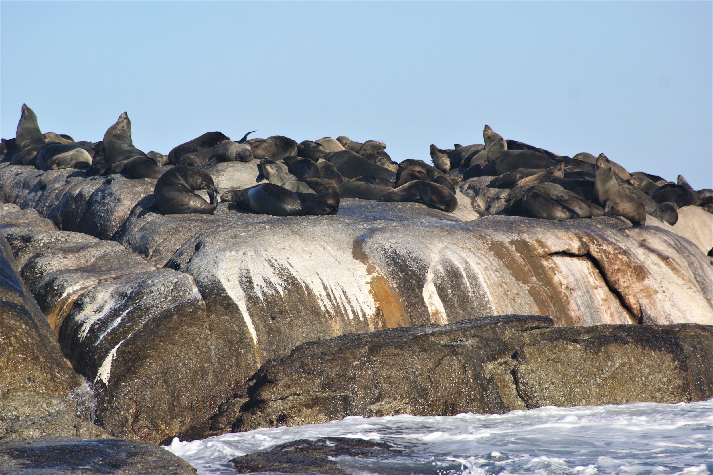 Cape Town Seal Island