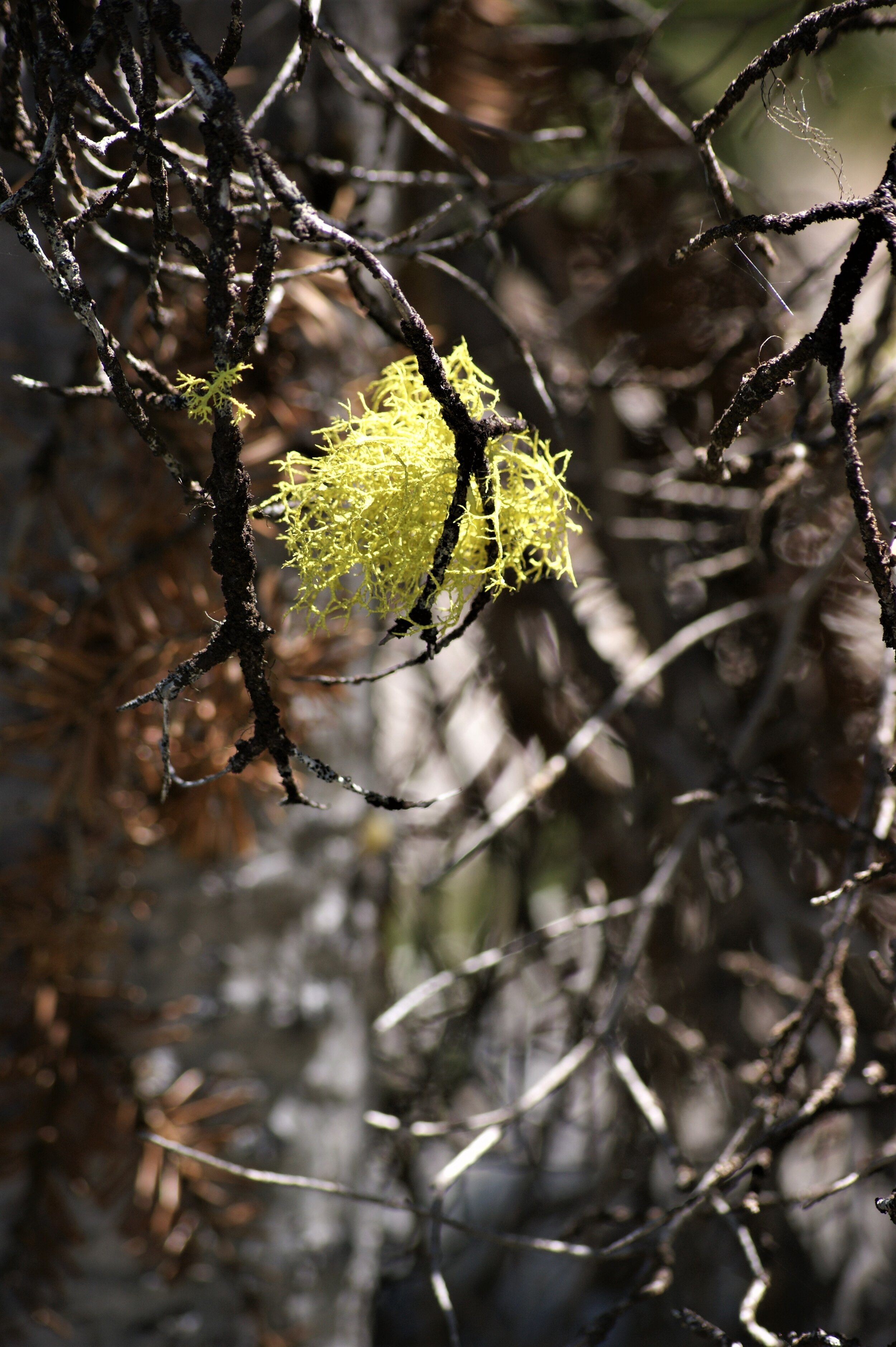 Yellow Moss hanging on