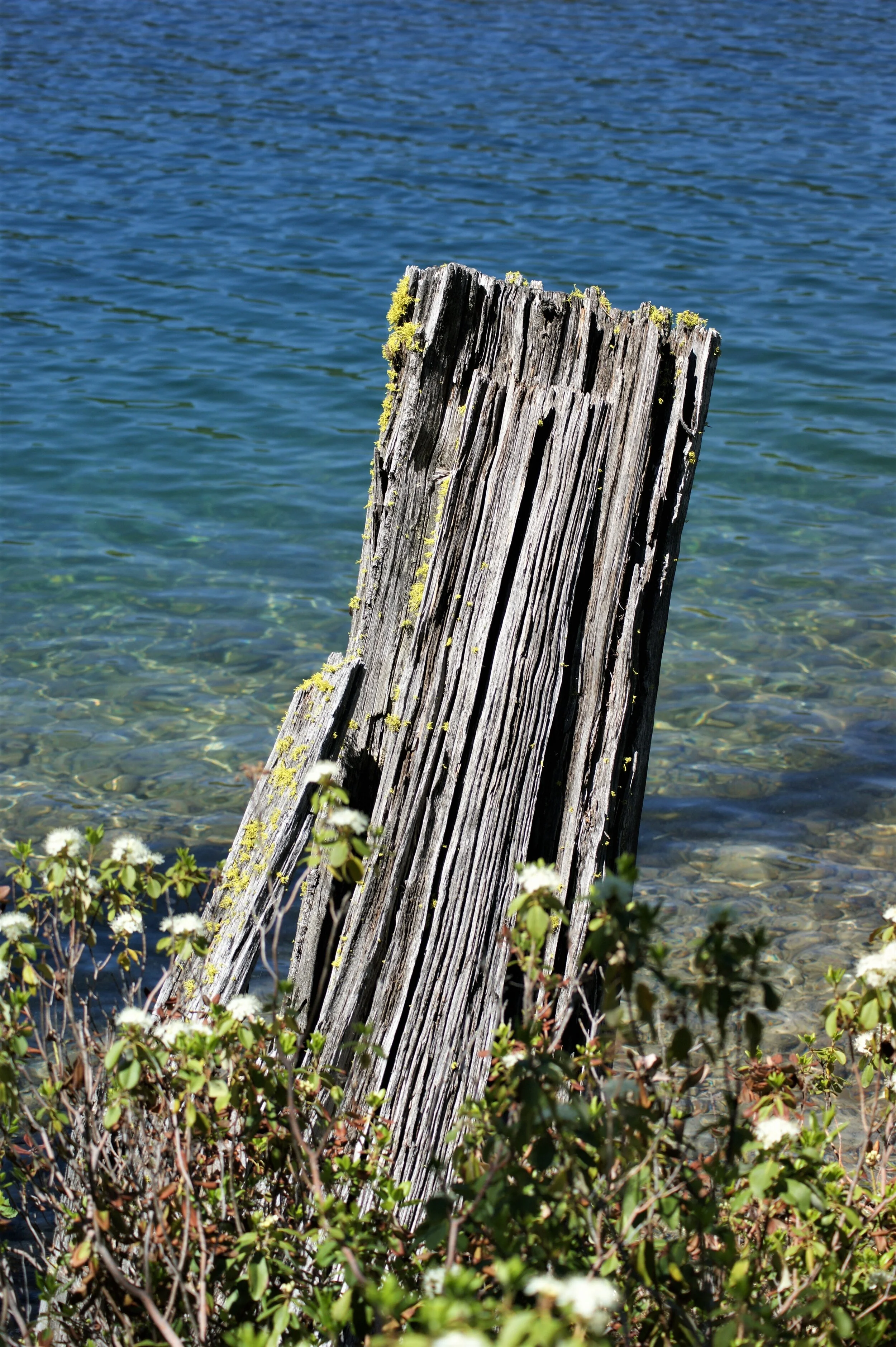 100 year old stump