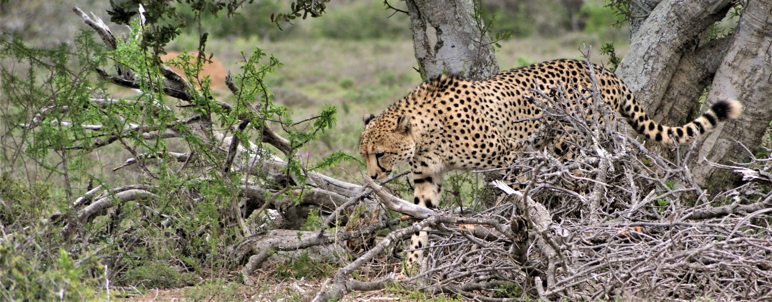 Walking-silently in the Brush