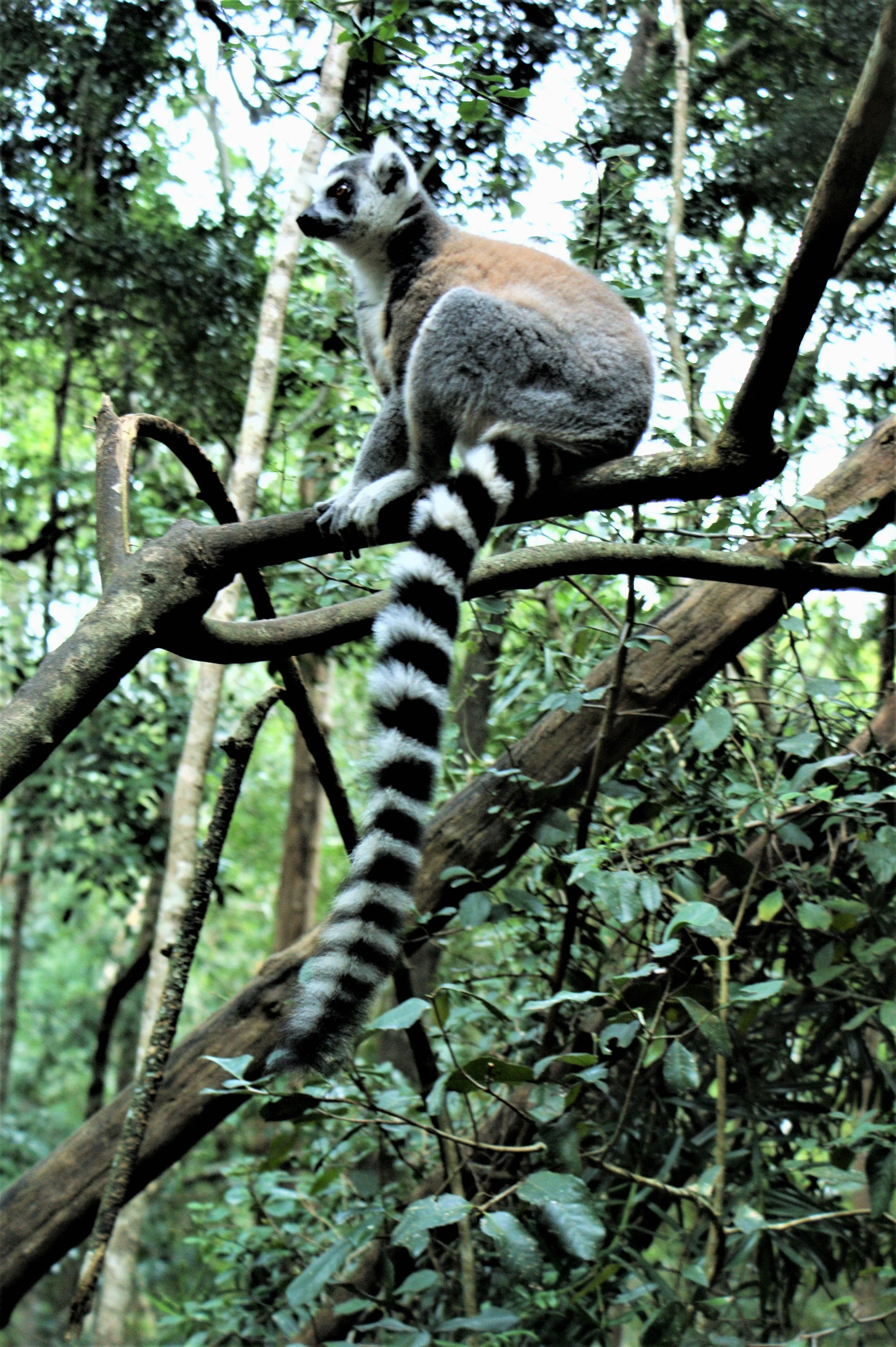 Lemur Monkey