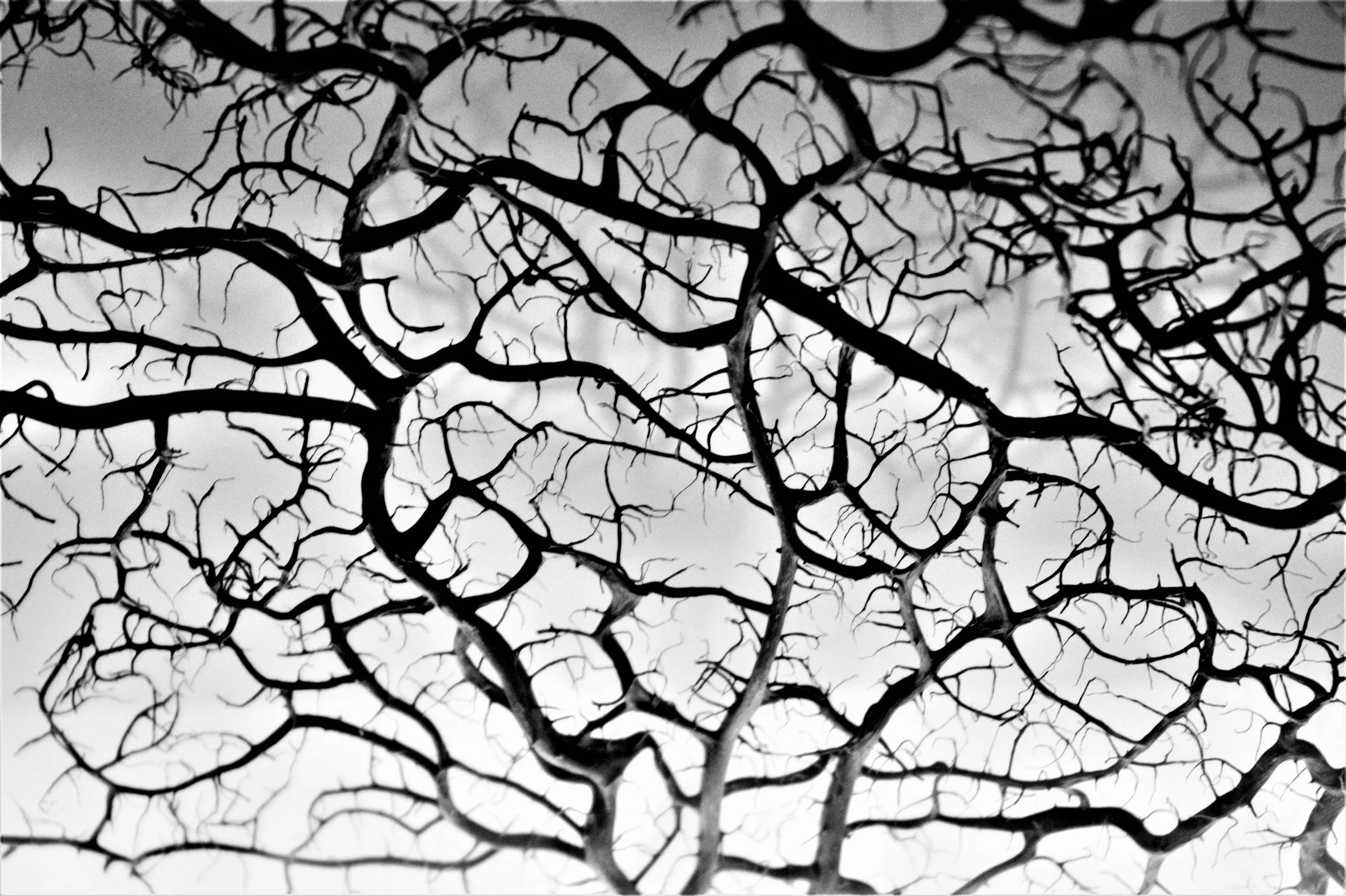 Spanish Thorny Thicket