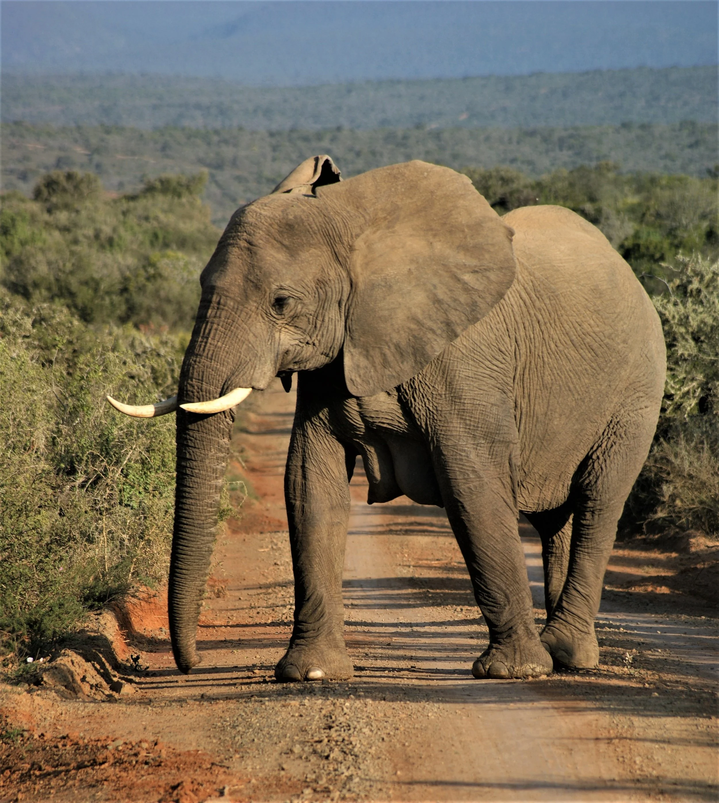 Male Elephant Standing Ground
