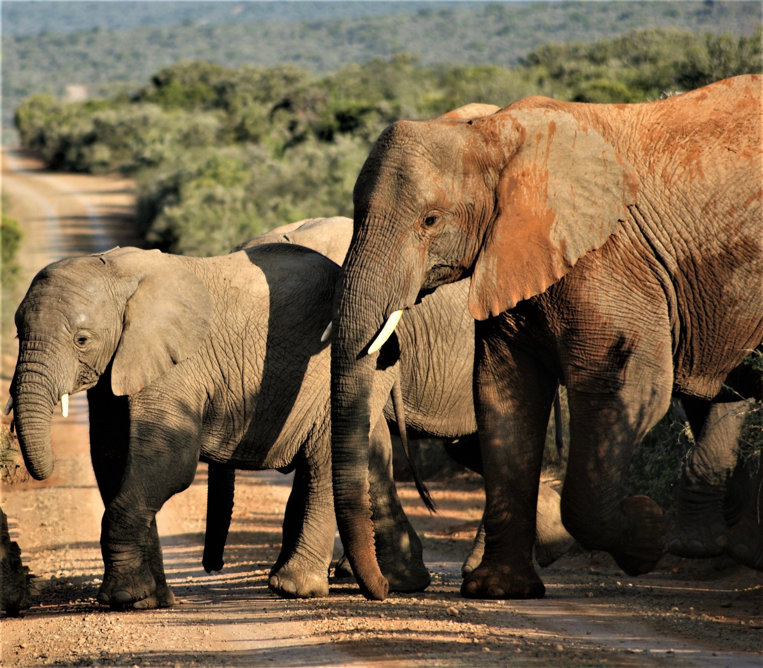 Red Soiled Elephant Crossing