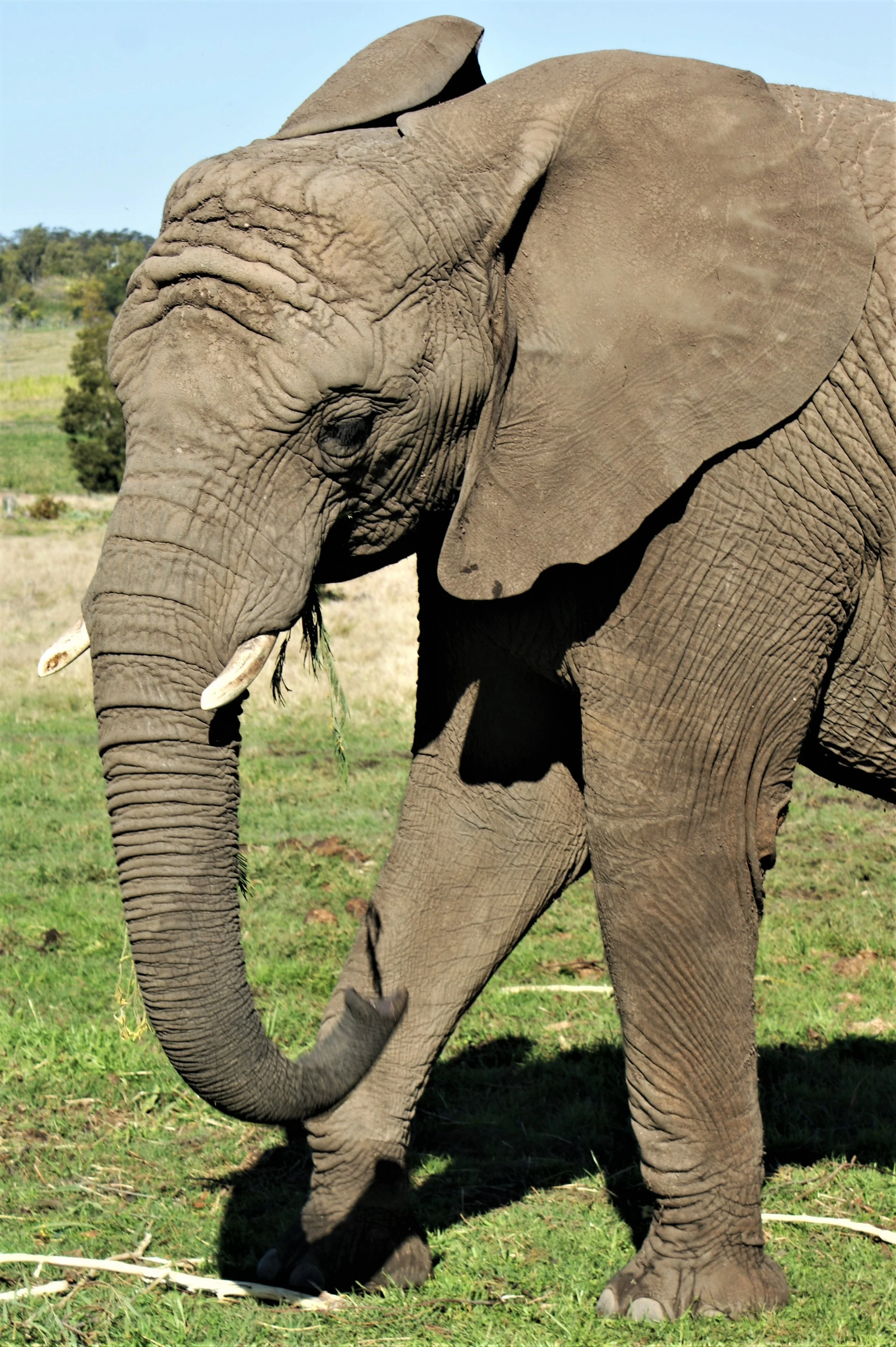 Young Male Elephant