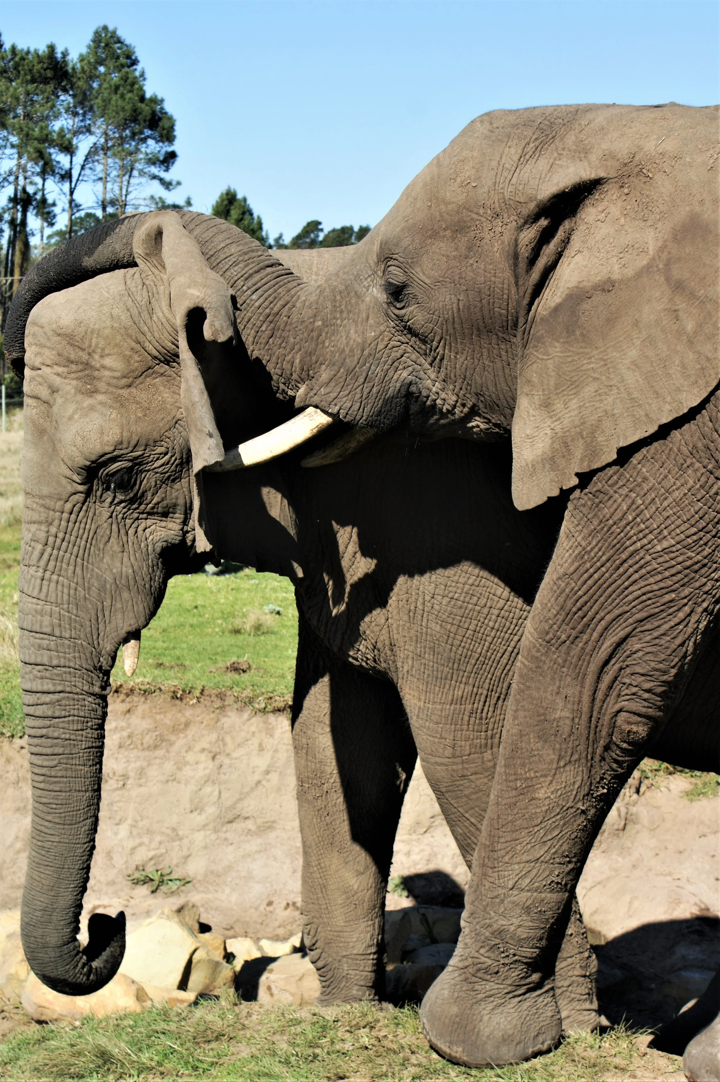 Elephant Play Time 1/2