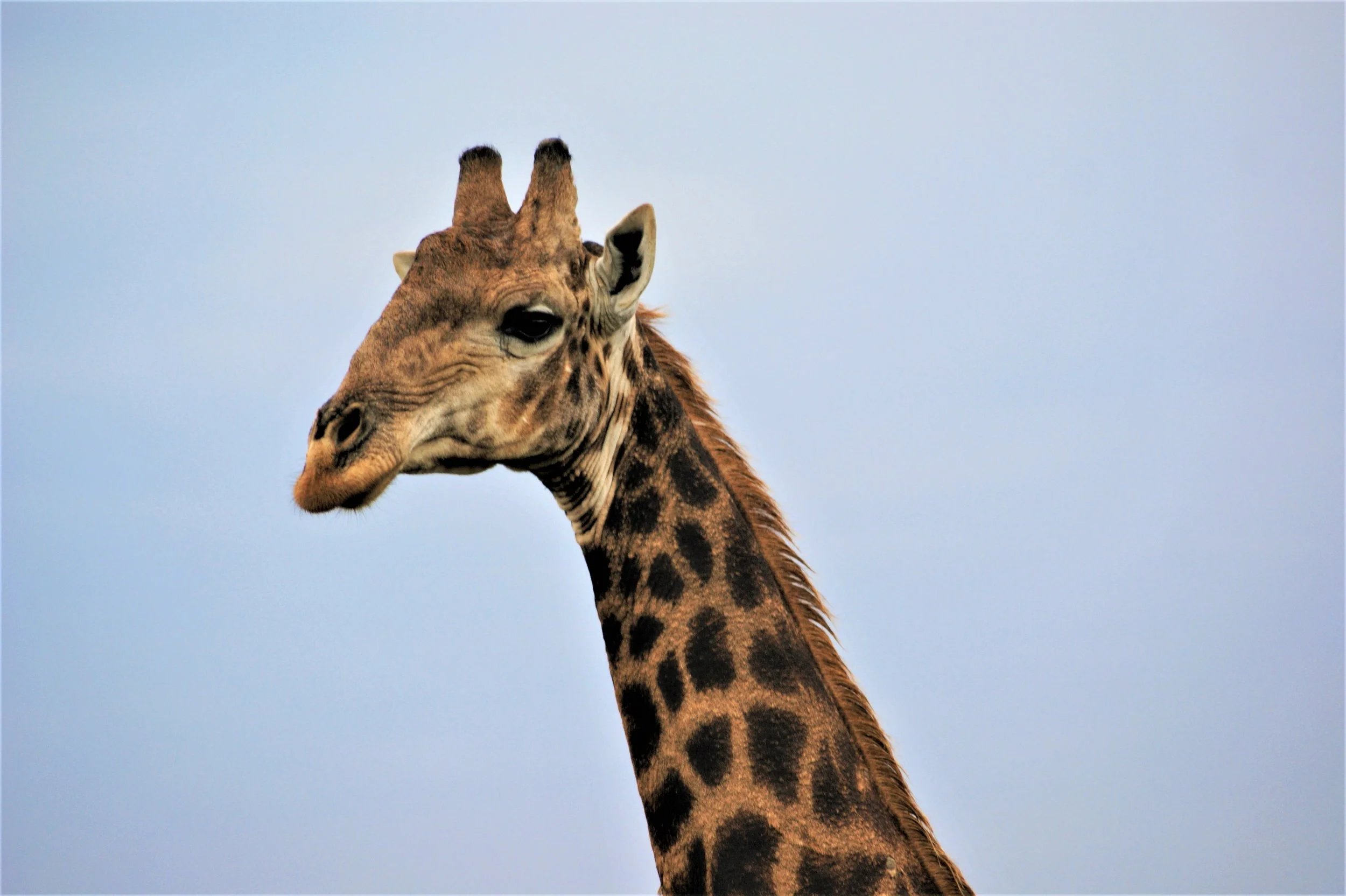 Giraffe Long Neck