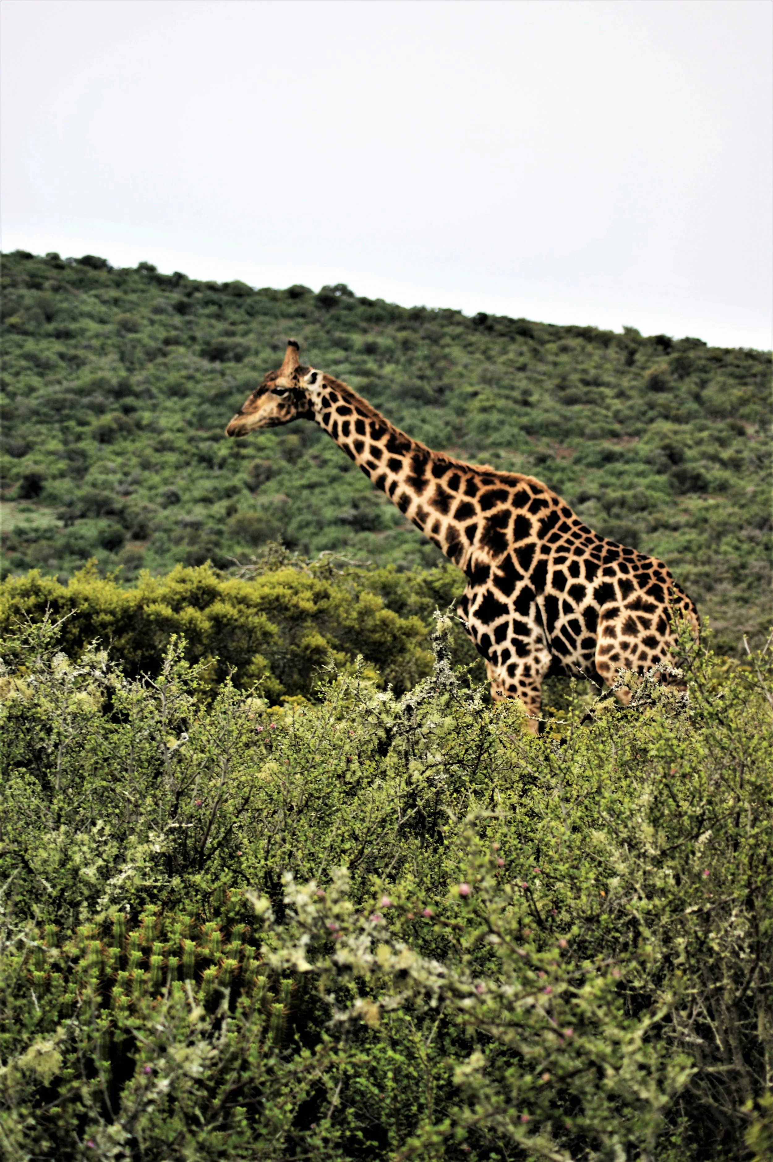 World Giraffe Day