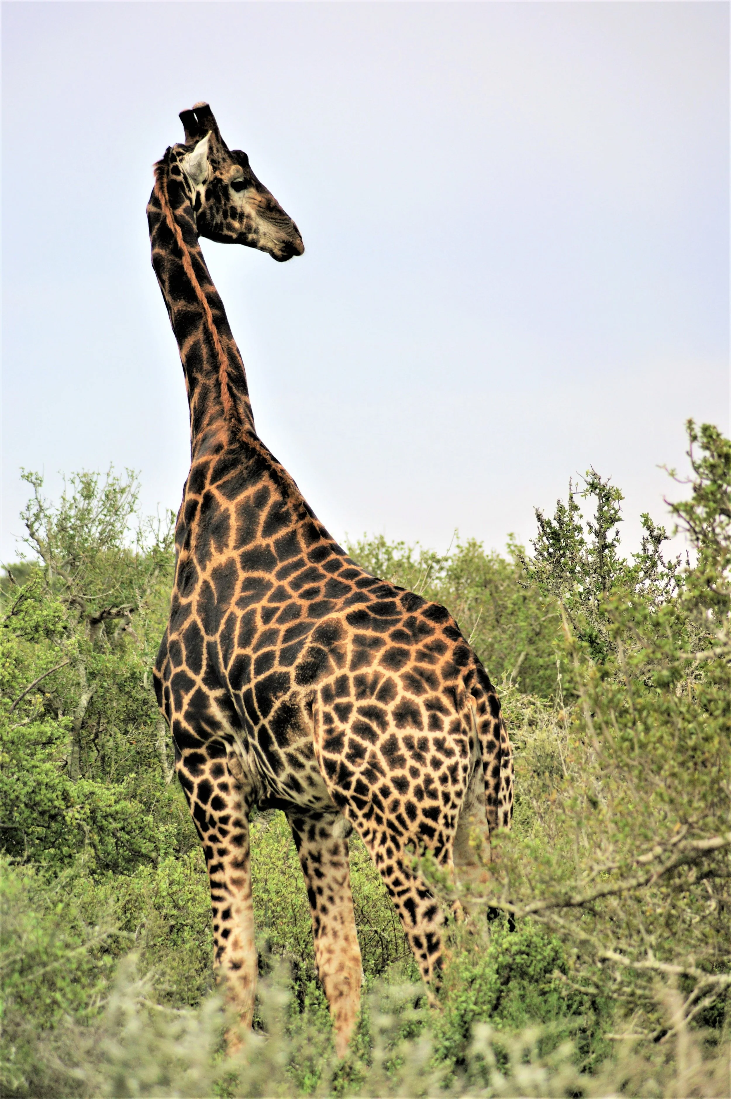 Giraffe standing Tall