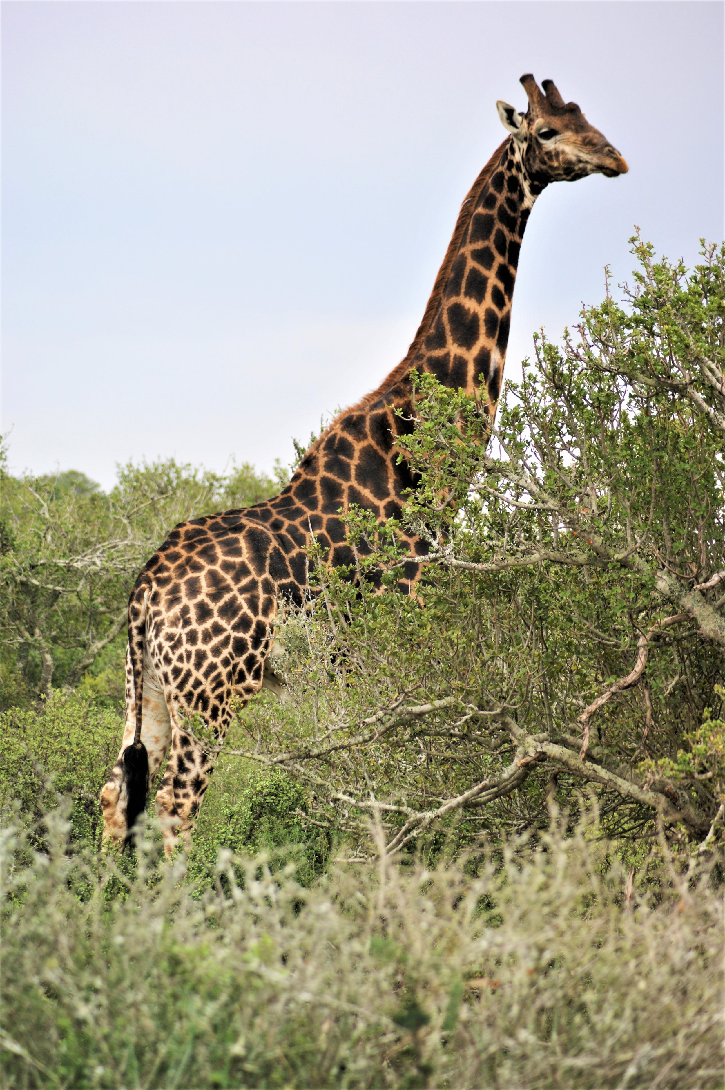 Tallest Animal in the World