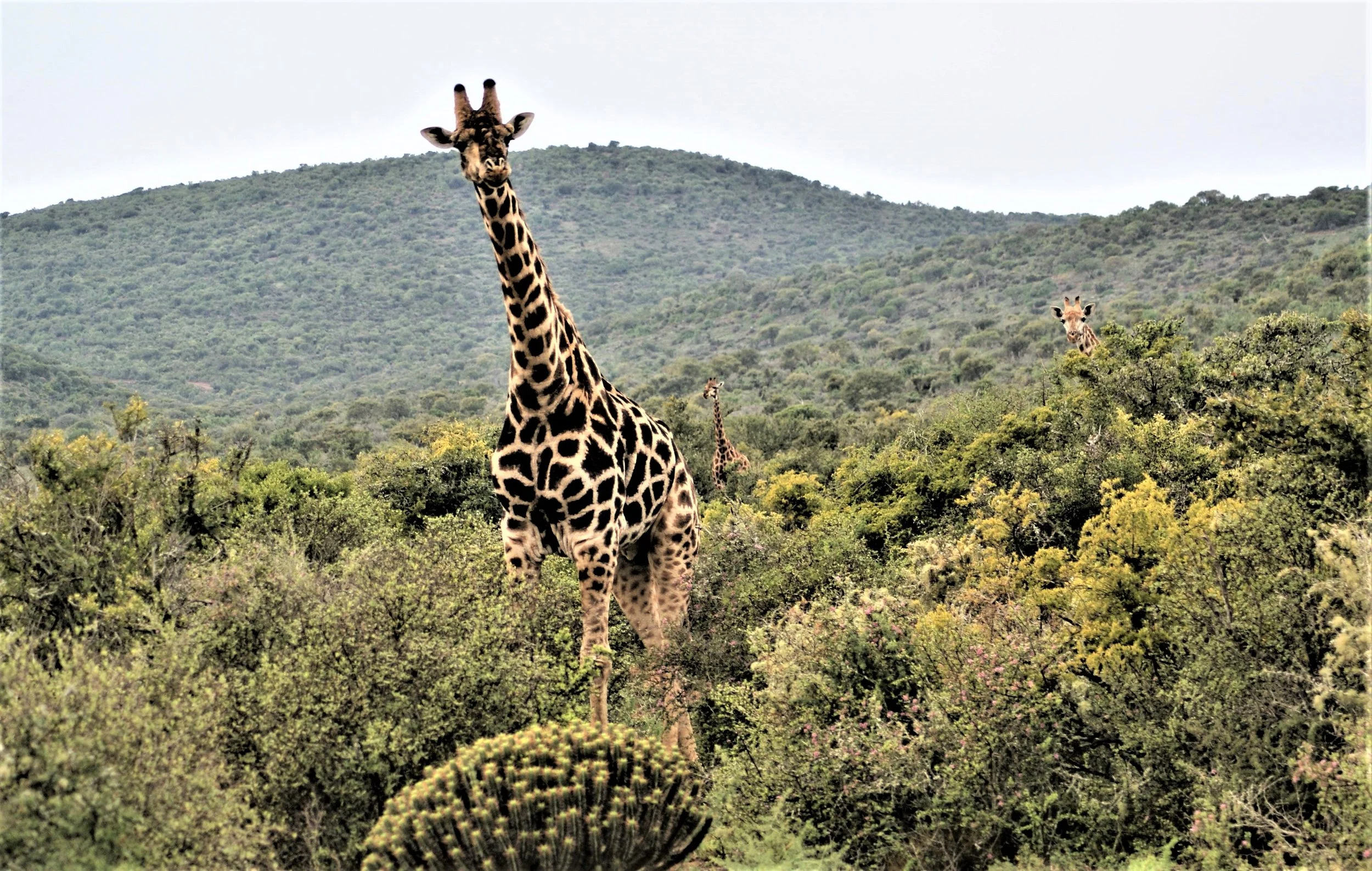 Giraffes in the Jungle