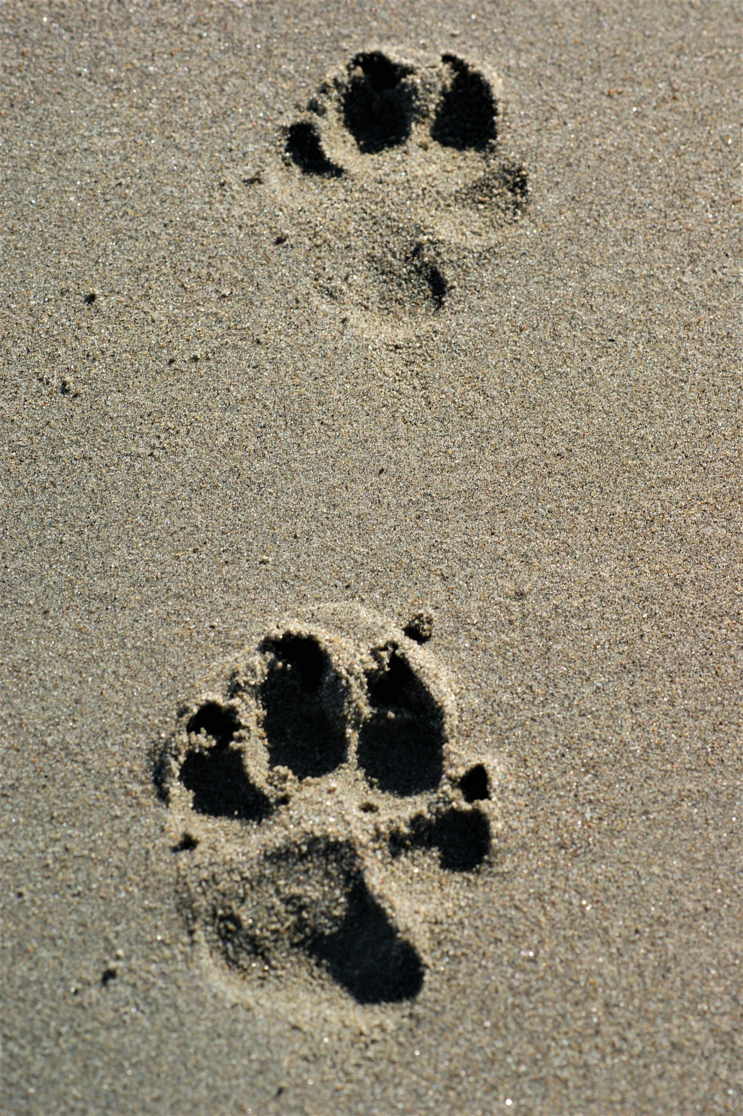 Lab Paws