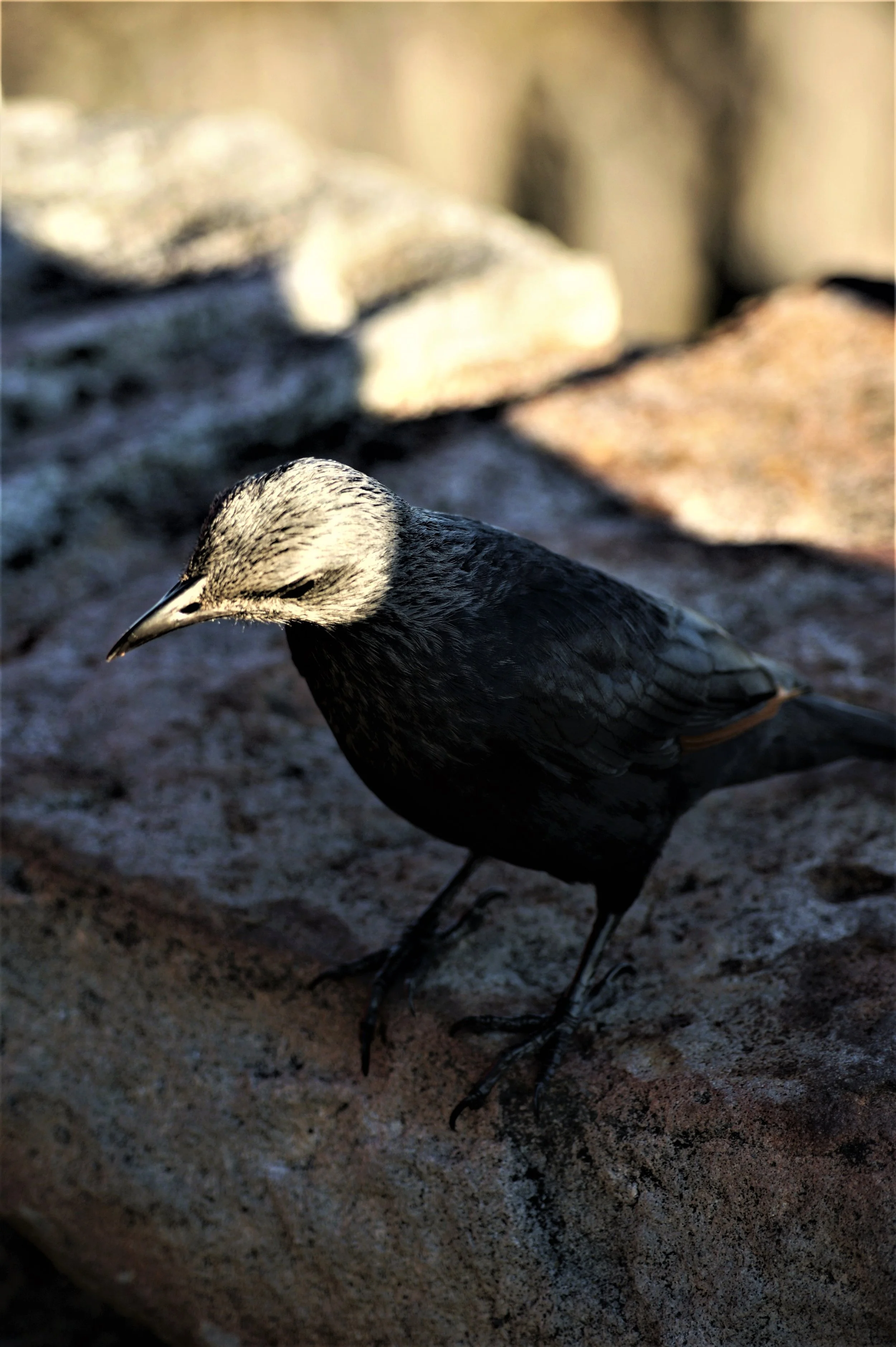 Redwing Starling on Top of Table Mountain