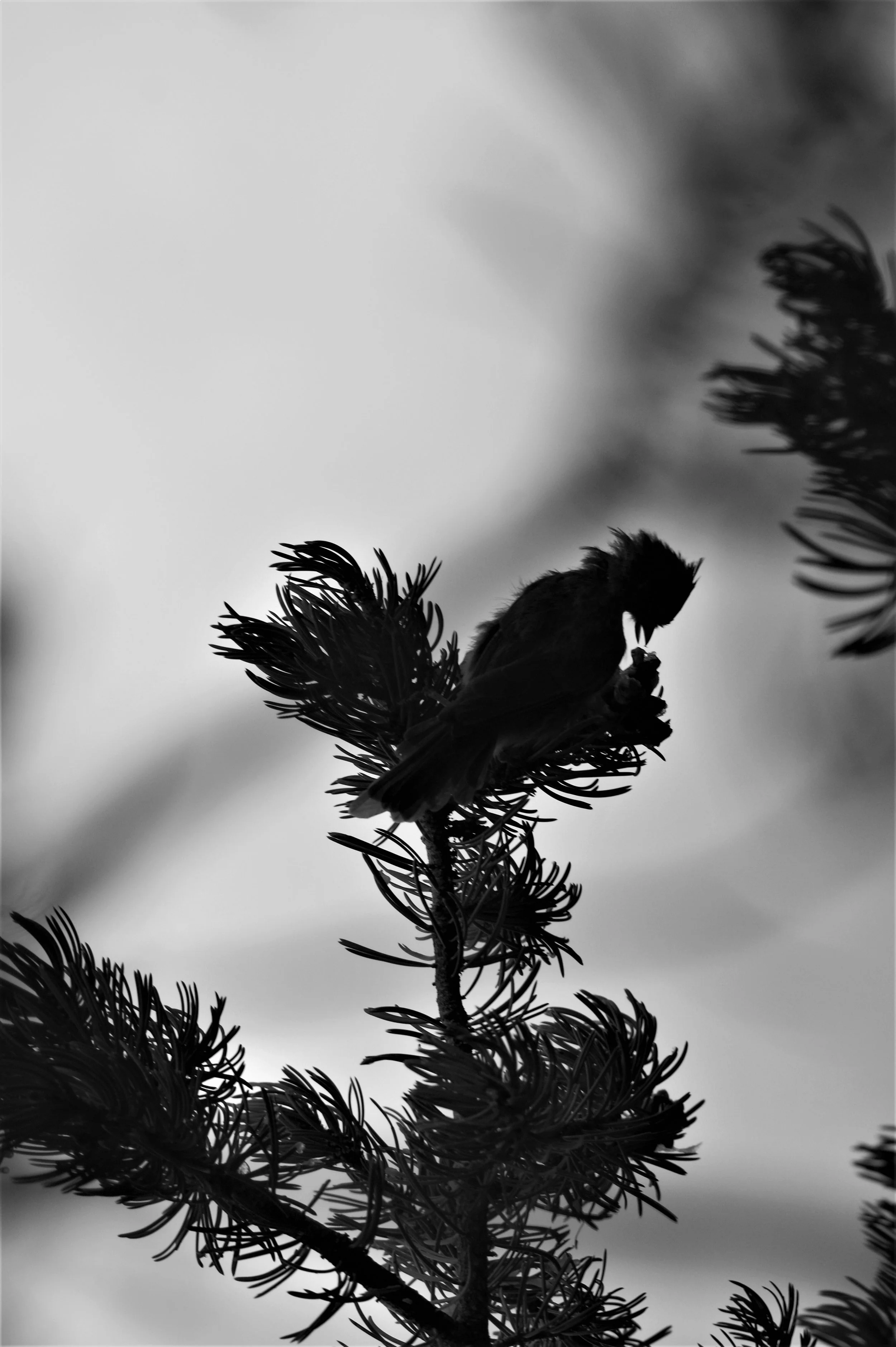 Baby Bird