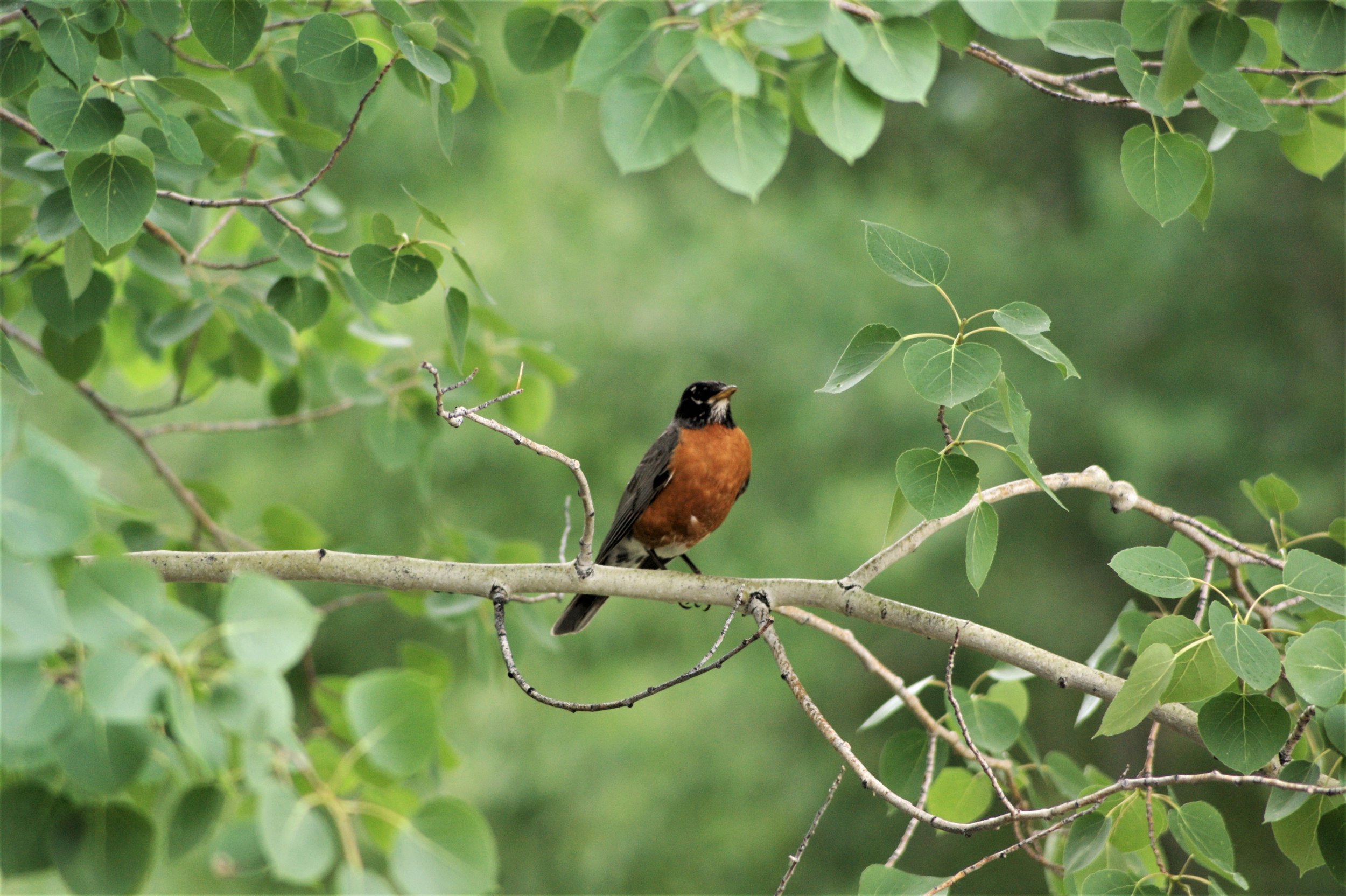Robin Breast in Idaho