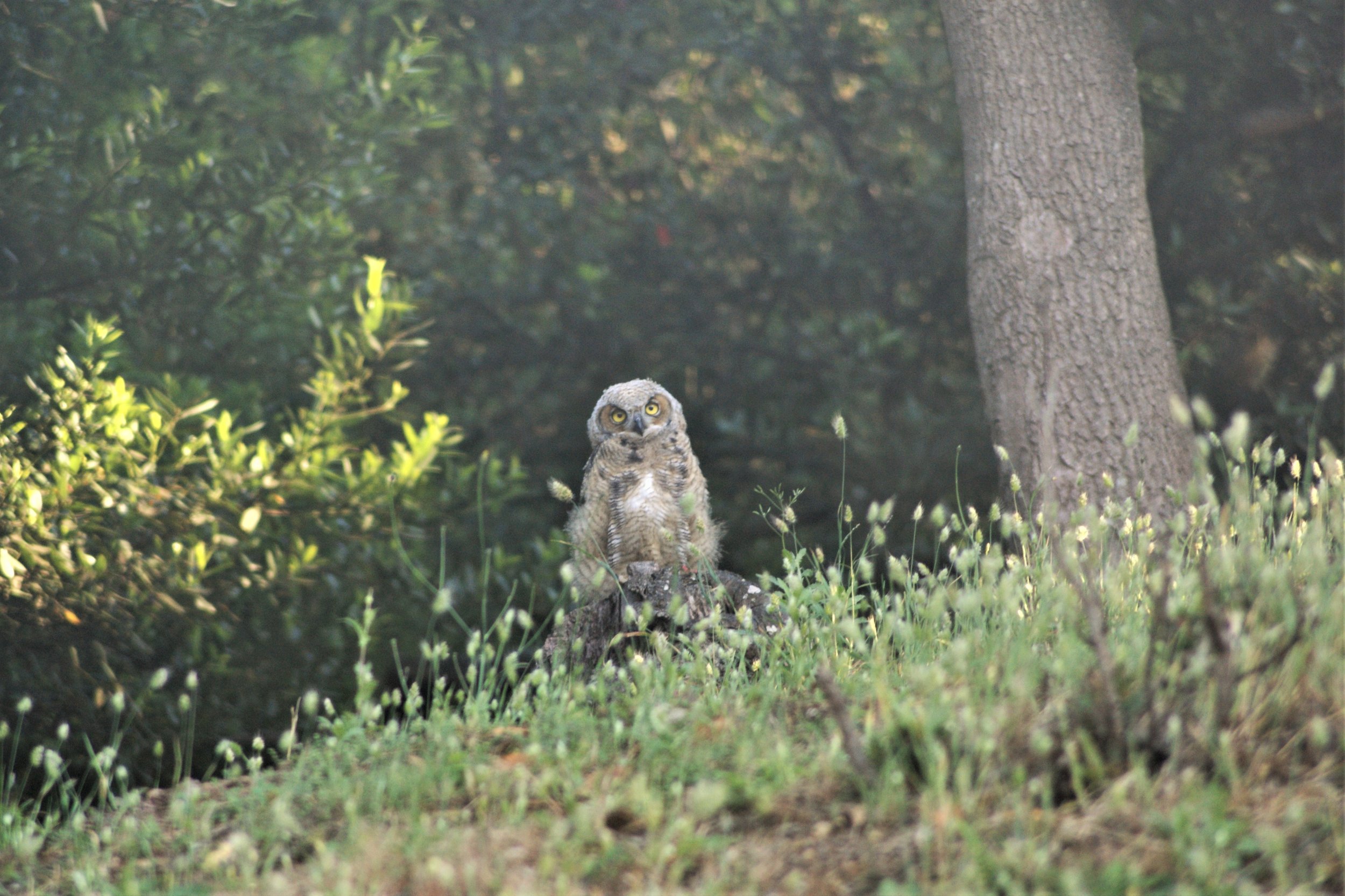 Baby Owl First Flight landing