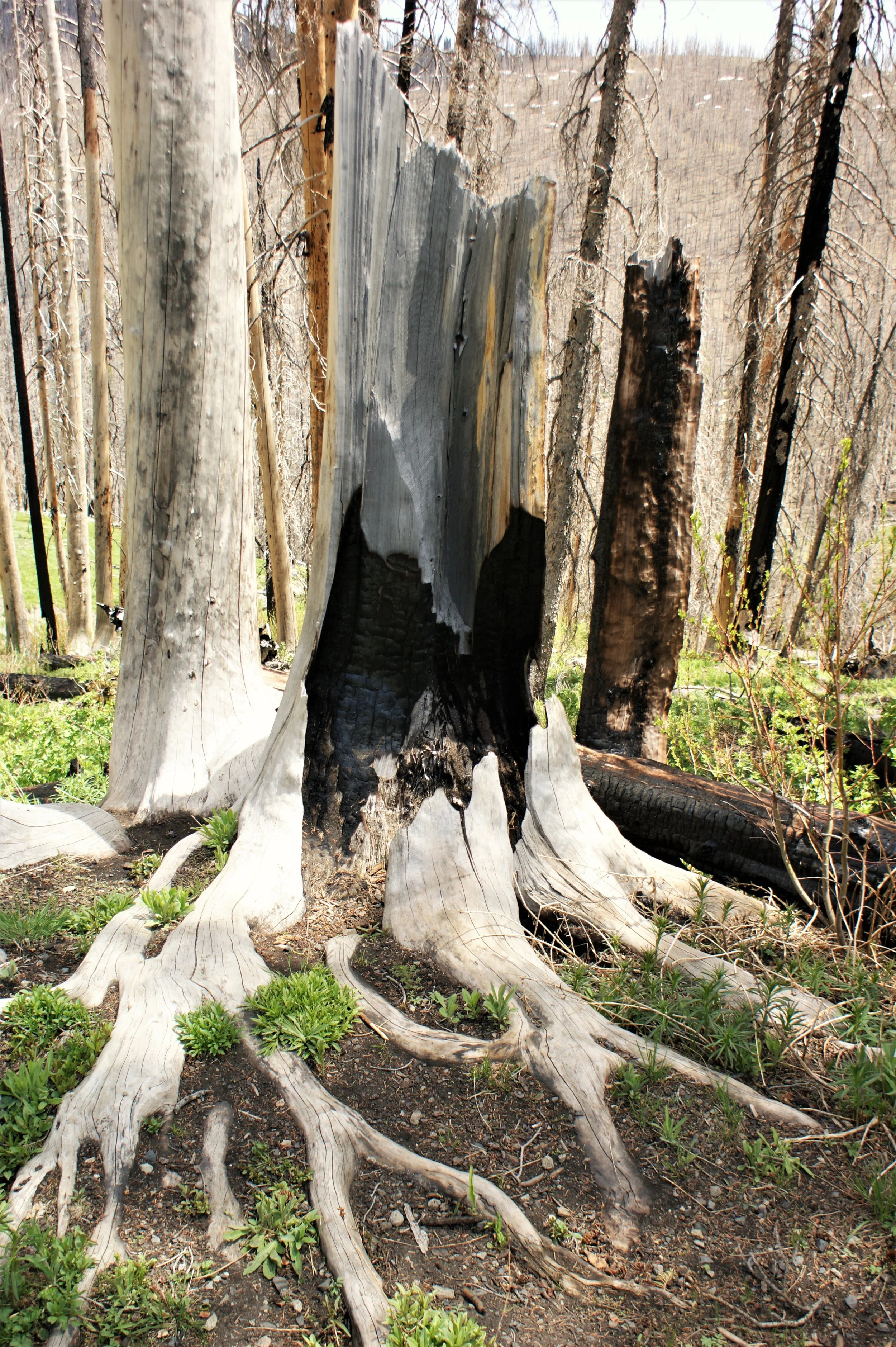 Burnt out Trunk