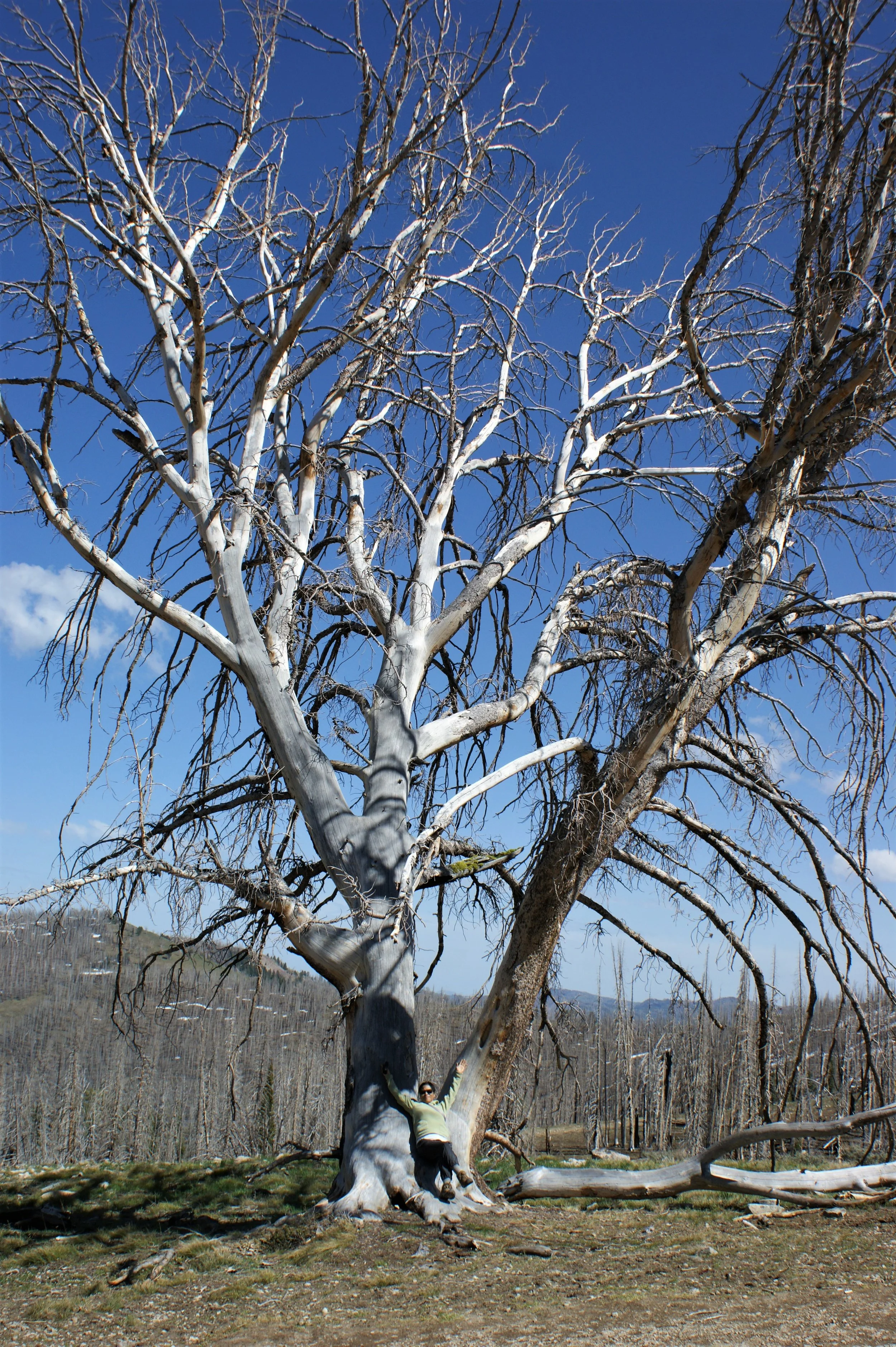 Monster Skelton Tree
