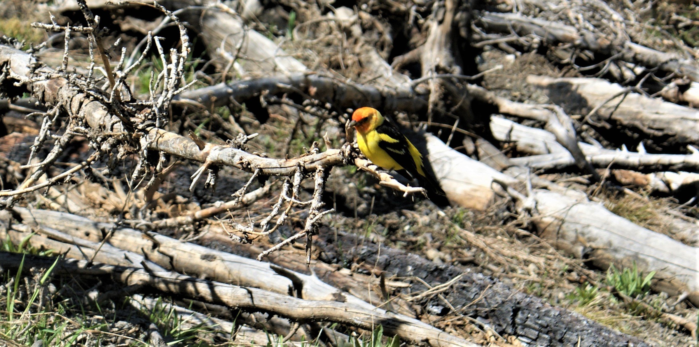 Yellow Bird Surprise