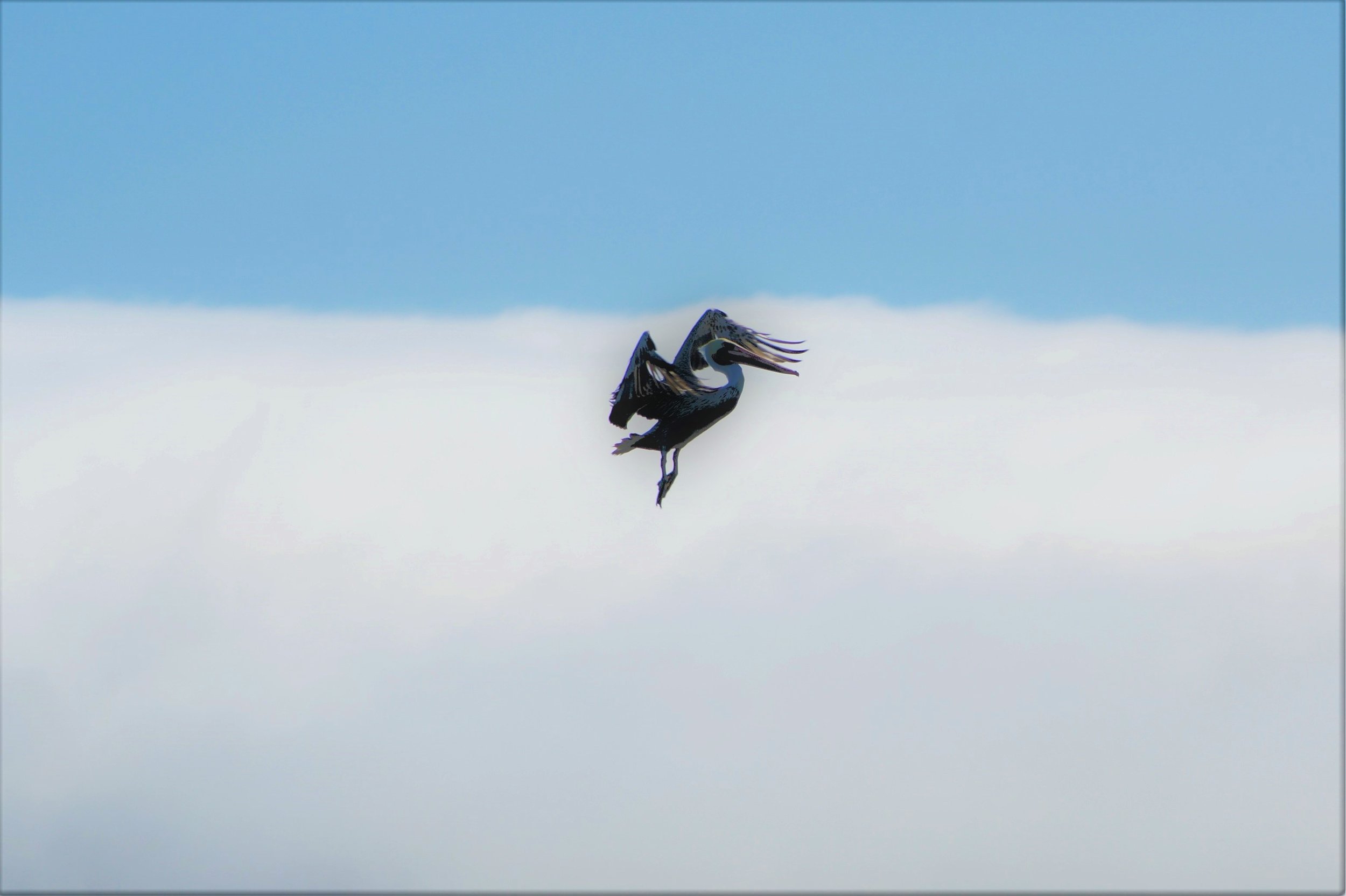 Pelican Frozen Mid Air