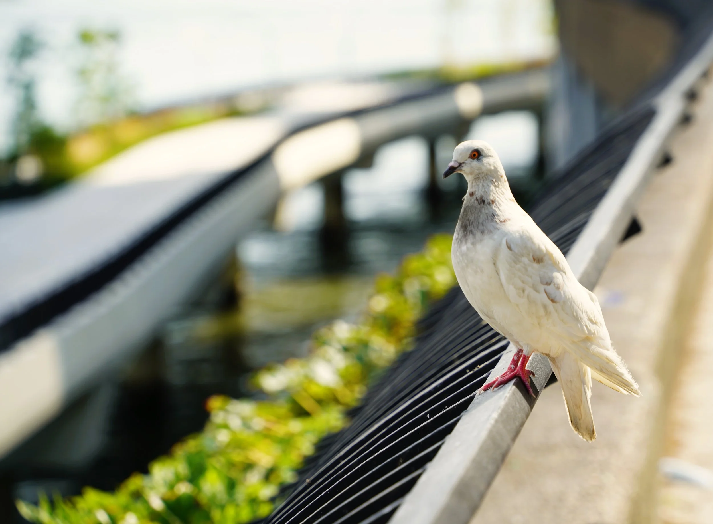 New York City State Bird