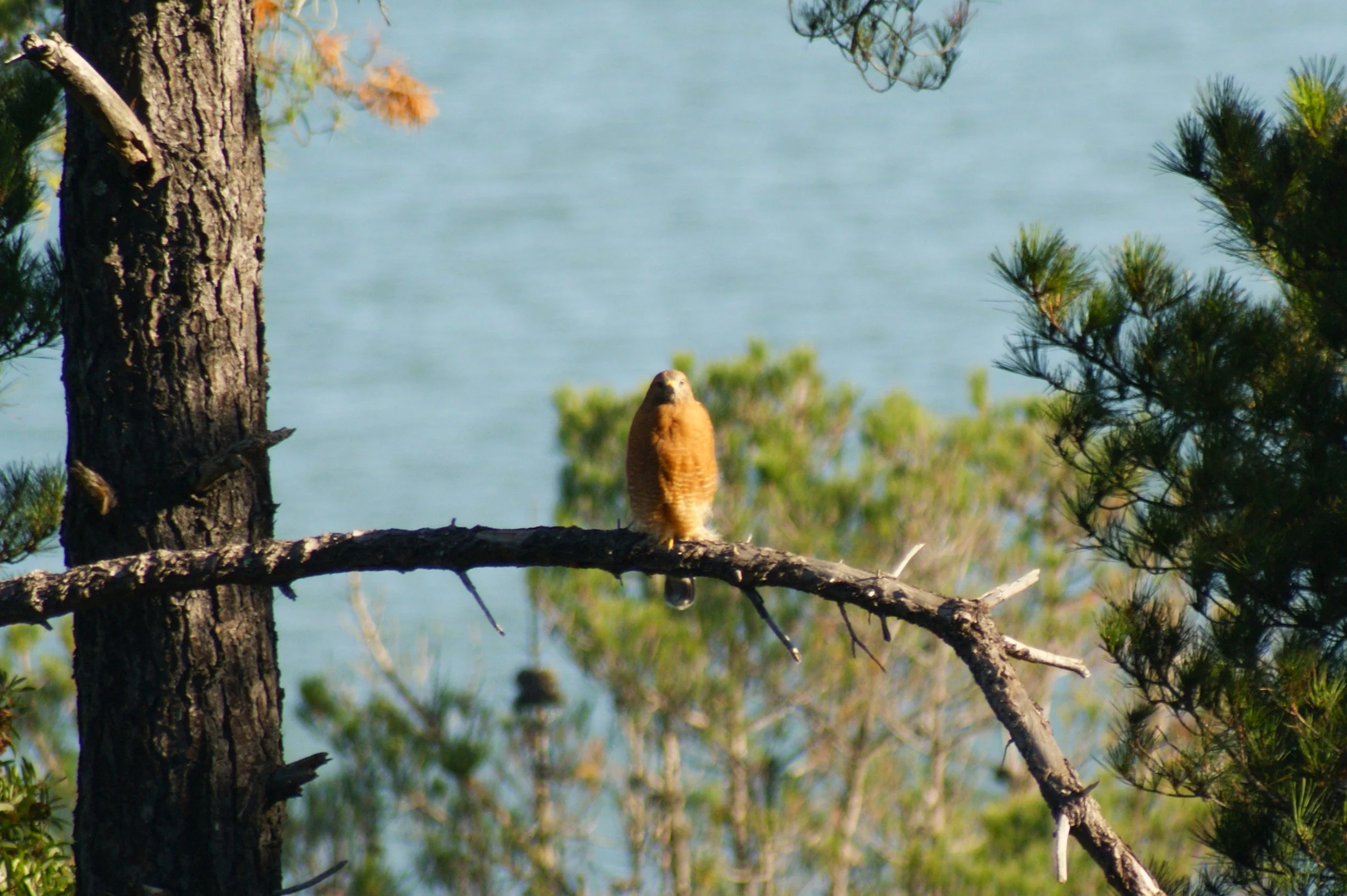 Sea Hawk