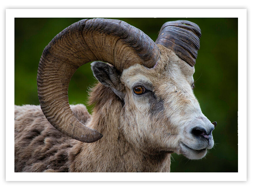 Bighorn Sheep Ram — Bernie Larson Photography