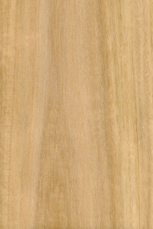 Blackbutt Crown Cut