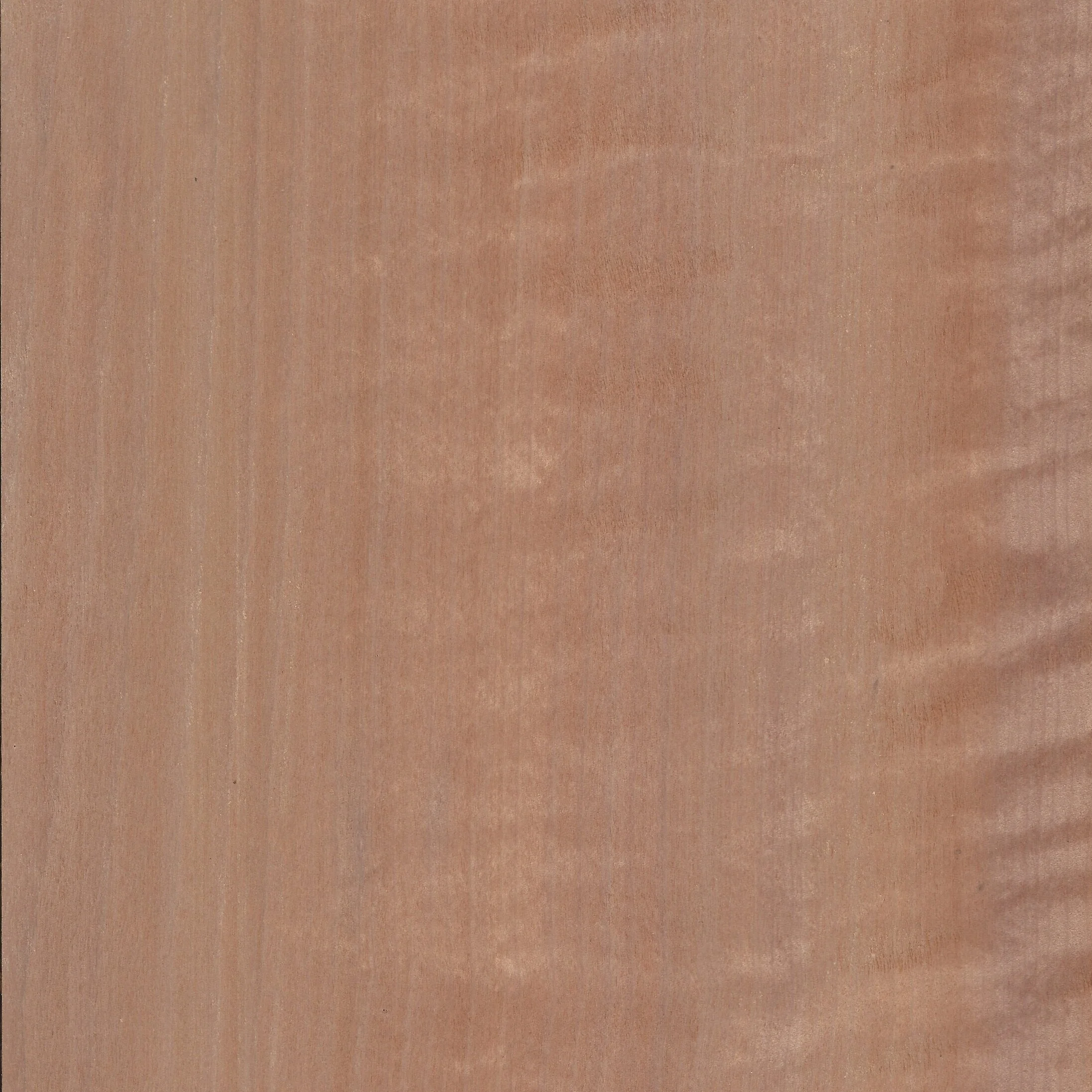 Tasmanian Myrtle Quarter Cut