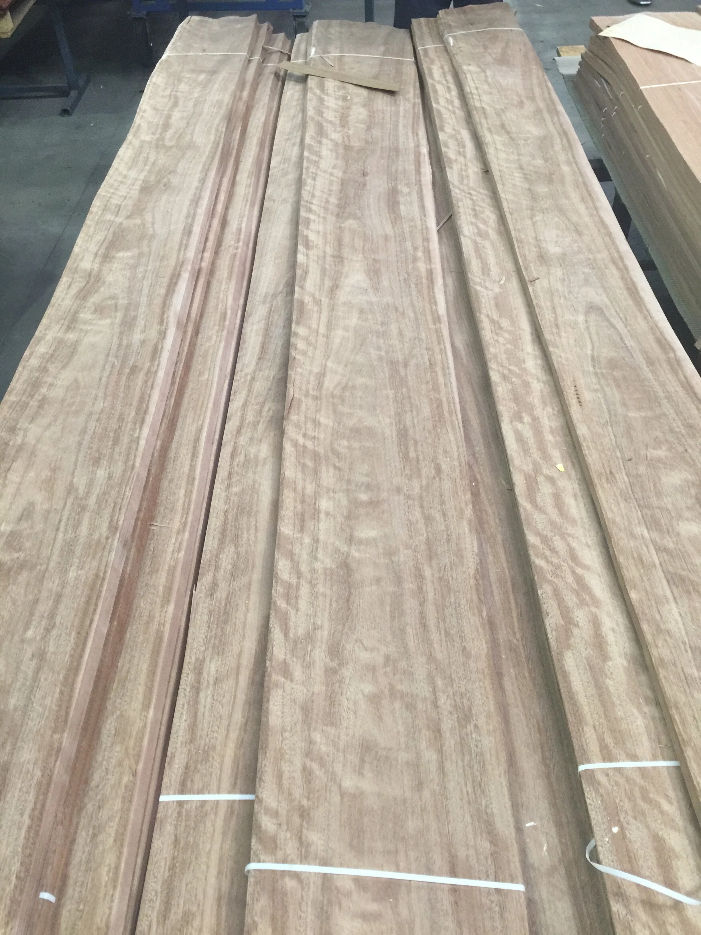 Spotted Gum.JPG