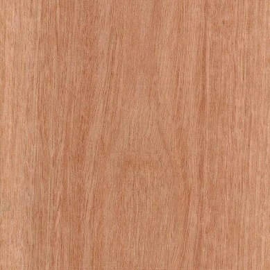 Sydney Blue Gum Crown Cut