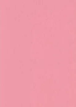 Peach Rose