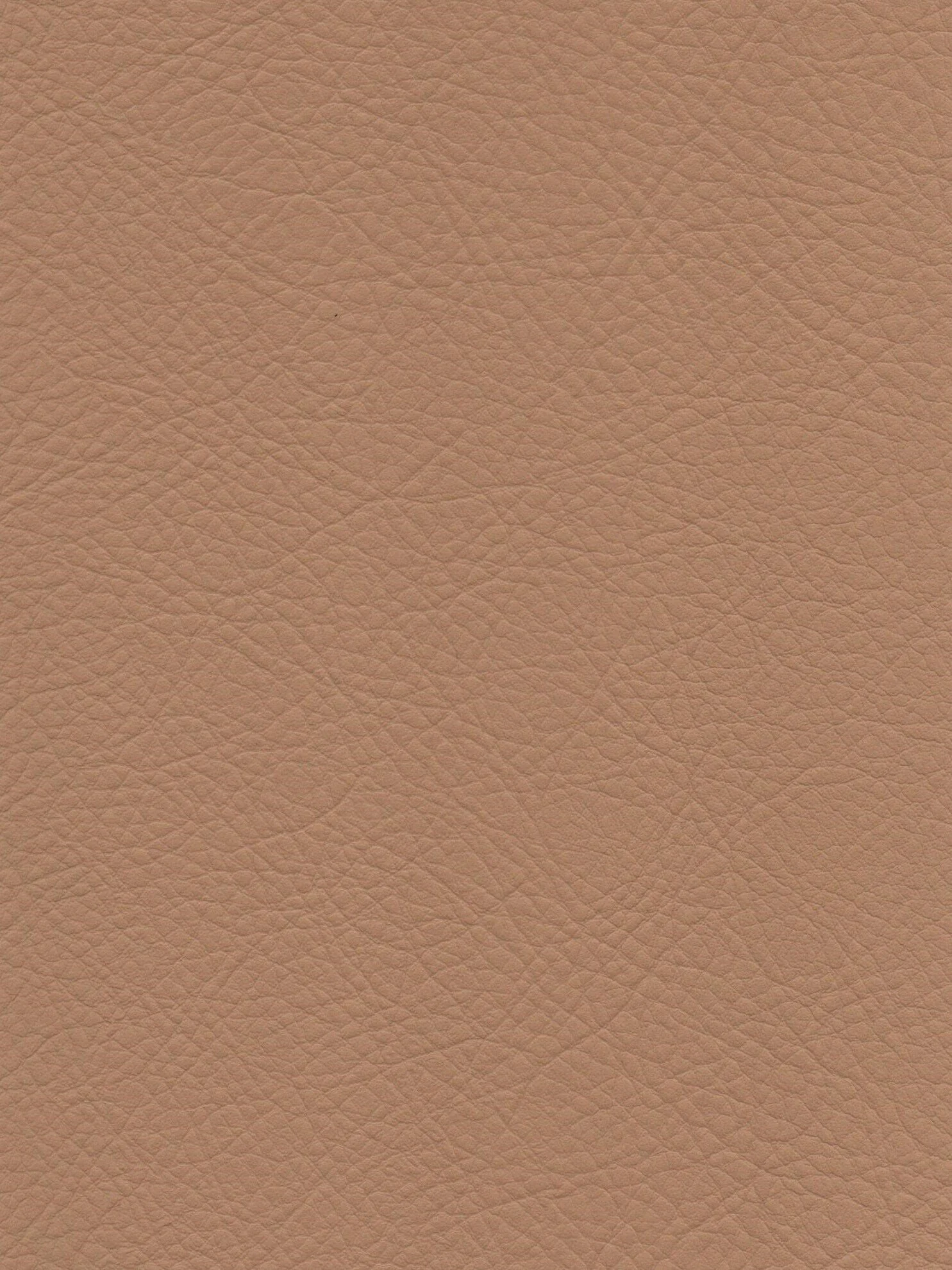 Camel LZ