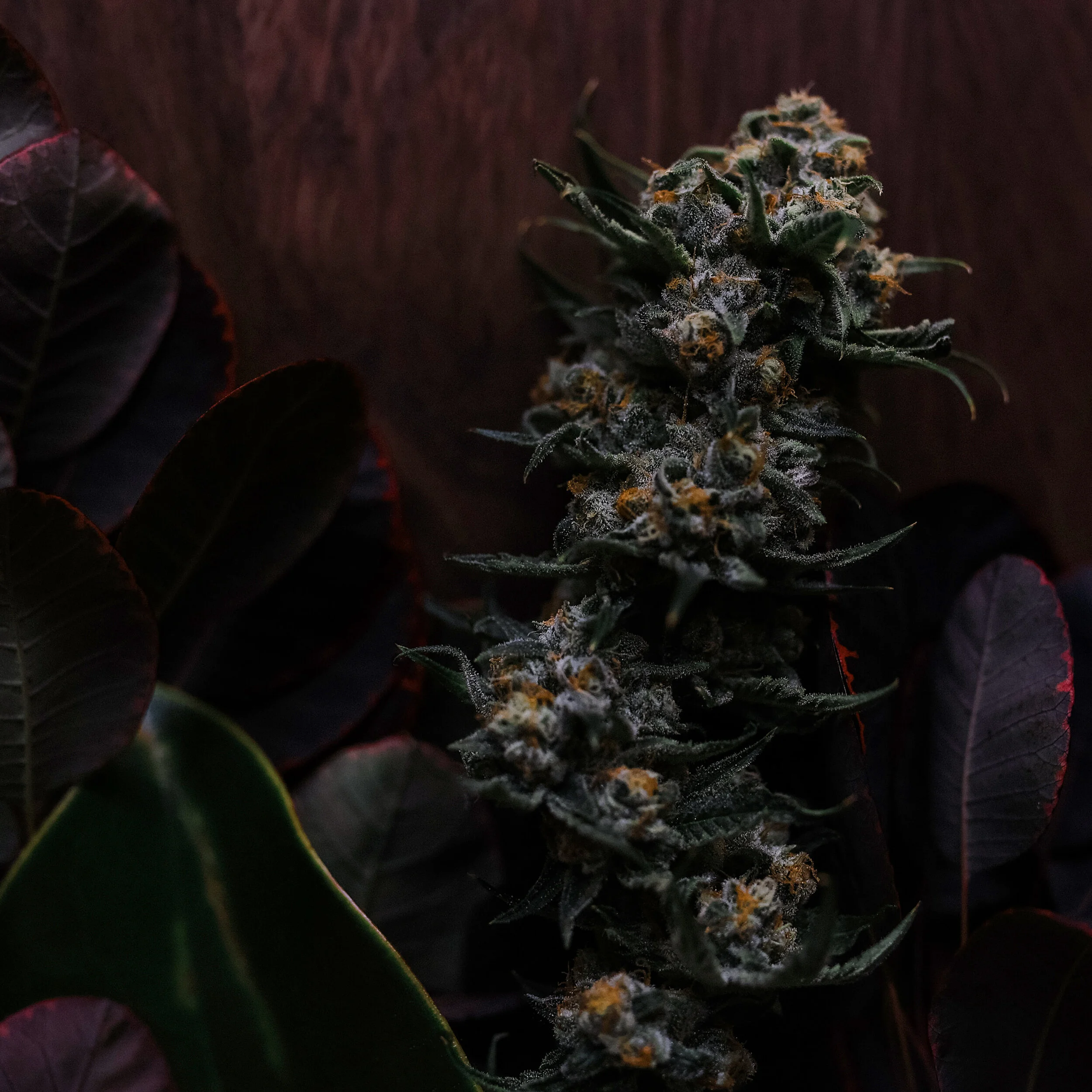 THC DESIGN_FLR_001_24K_PRP_LEAVES_SQ.jpg
