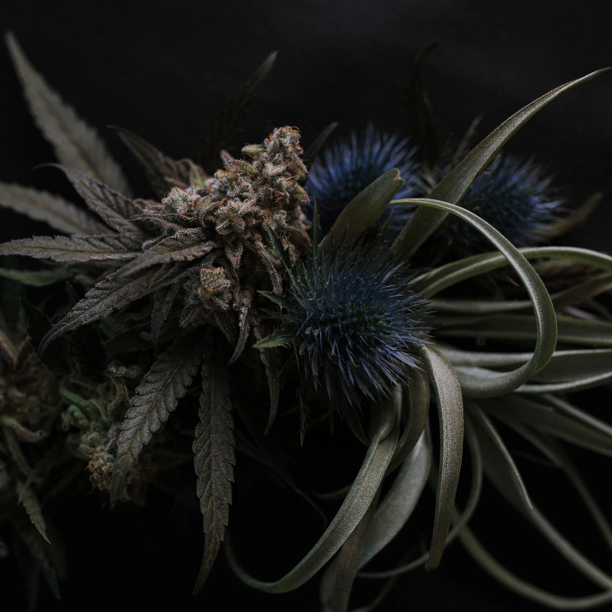 THC_FLOR_MAC1_WREATH PROFILE_IG SQ_UPDATED.jpg