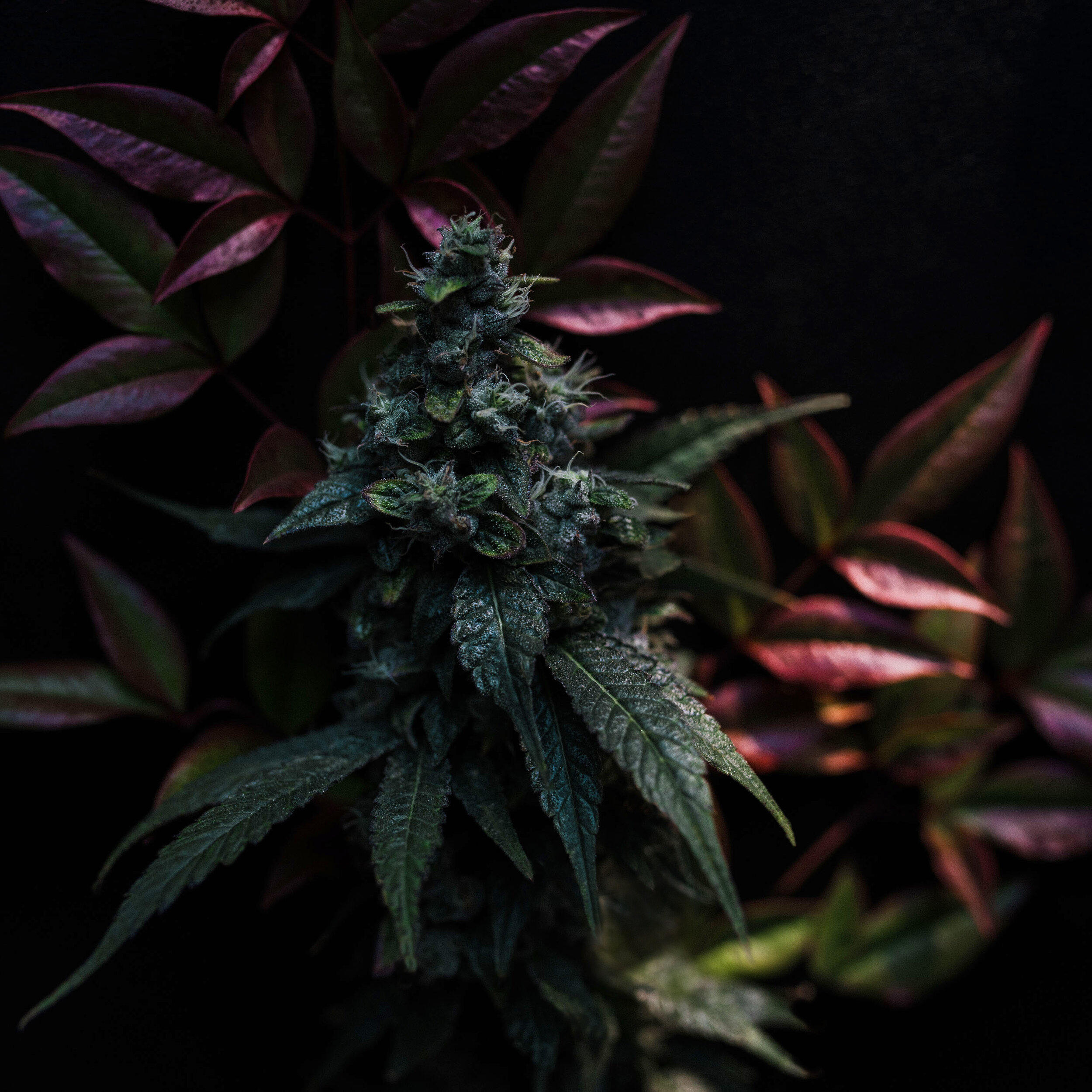 THC_FLOR_CRESCENDO_PRP LEAVES_IG SQ.jpg