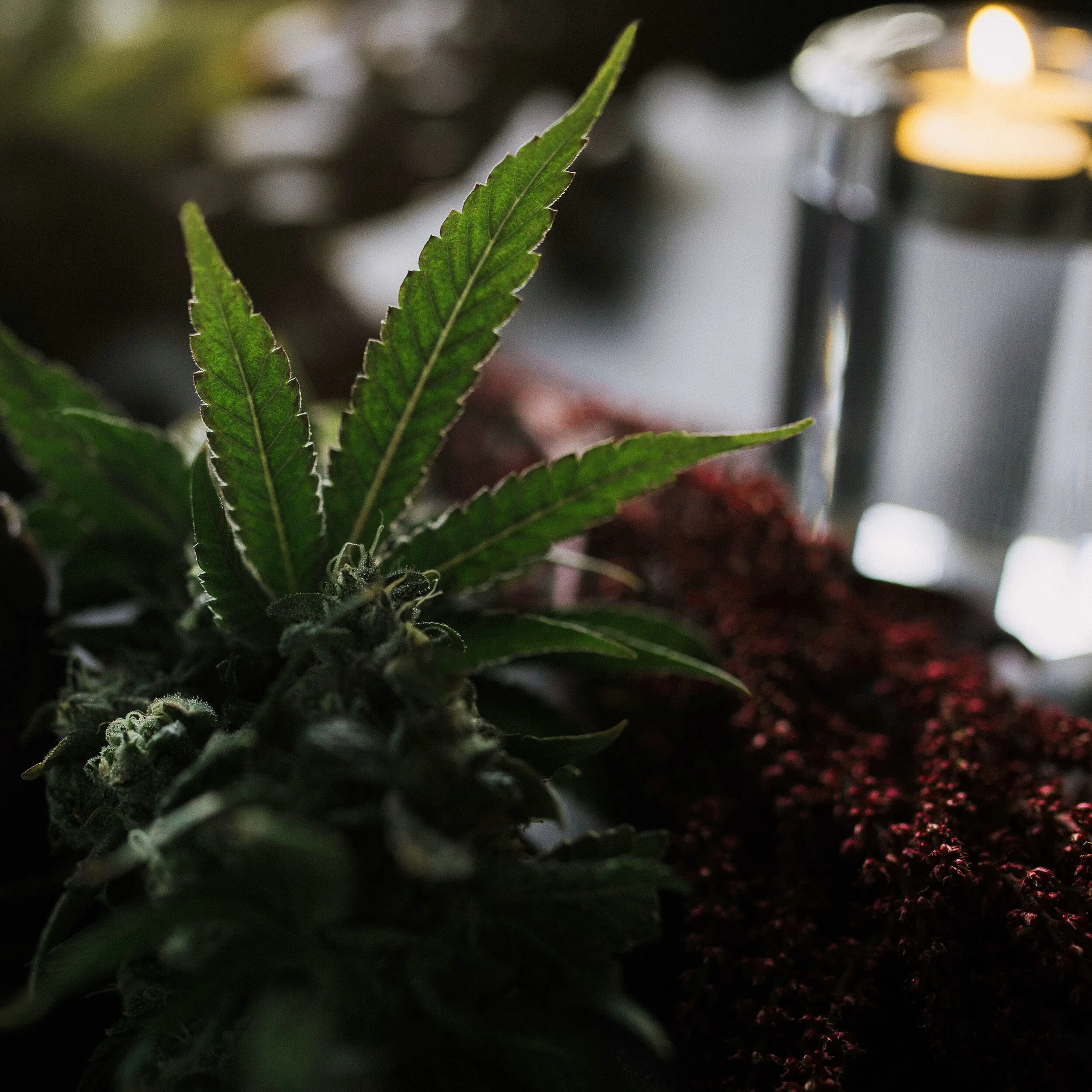 THC_FLOR_CRESCENDO_PRP CANDLE_IG SQ.jpg