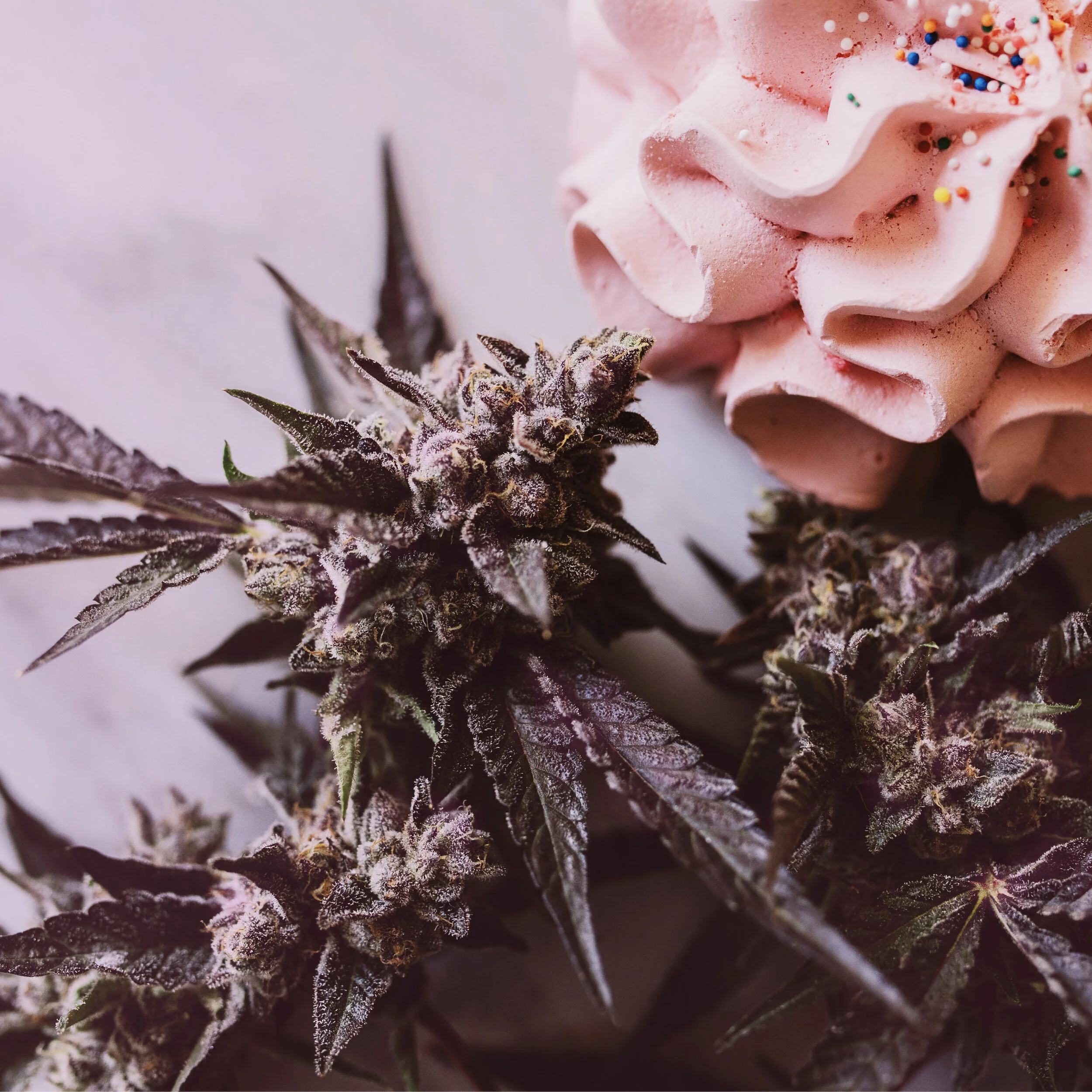 THC_PINK COOKIES_COOKIE_2_SQ.jpg