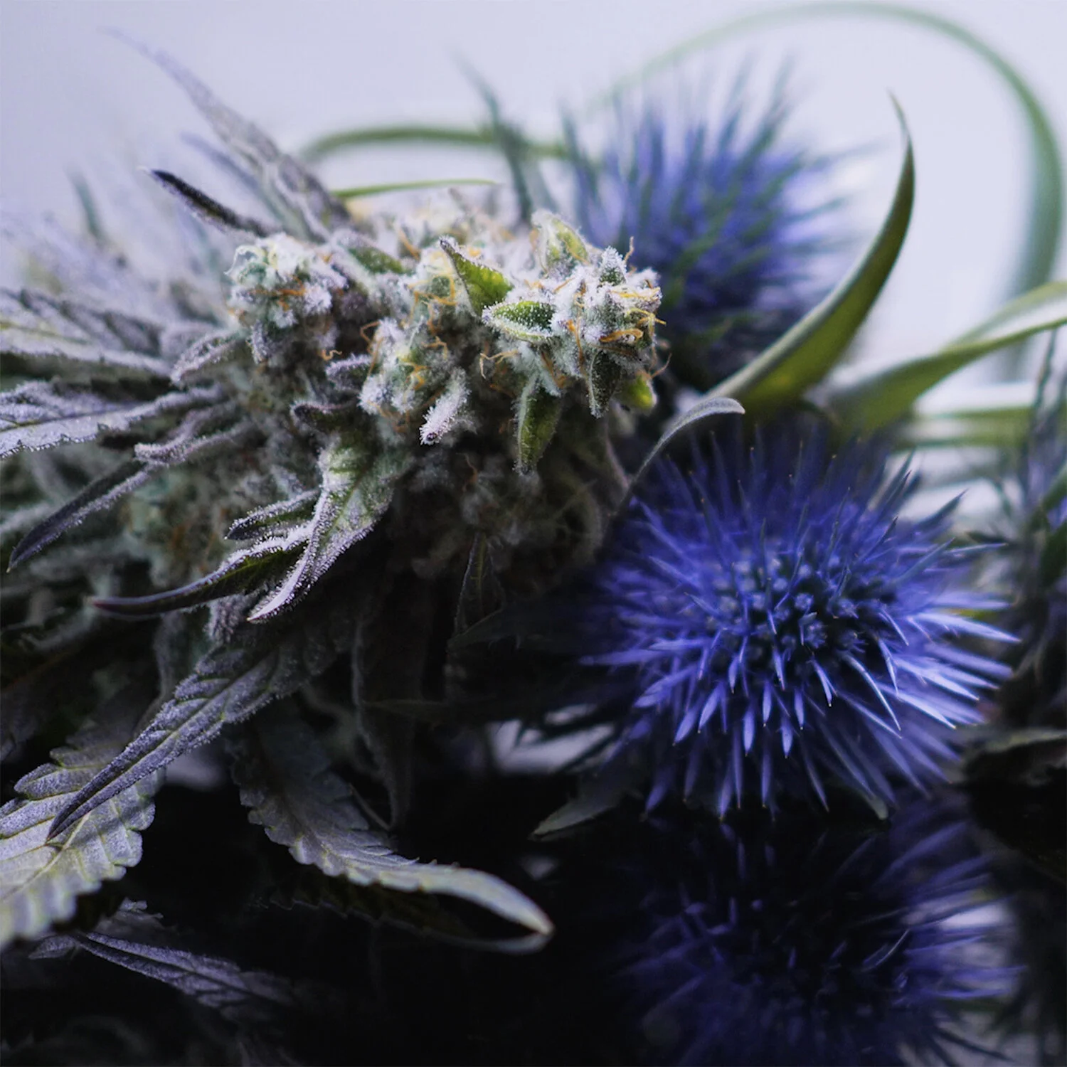 THC_FLOWER POWER_IG_RIGHT.jpg