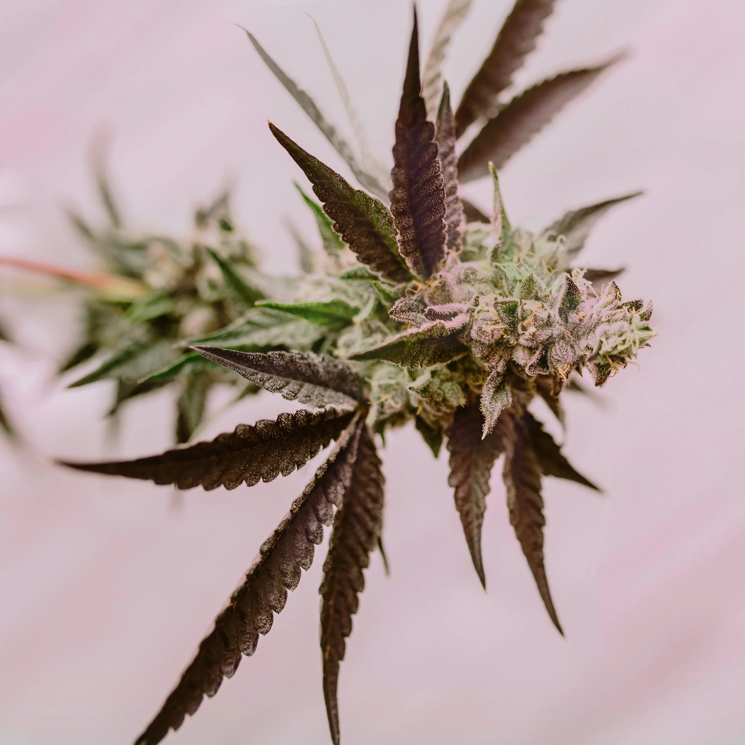 THC_PINK COOKIES_CROWN_SQ.jpg