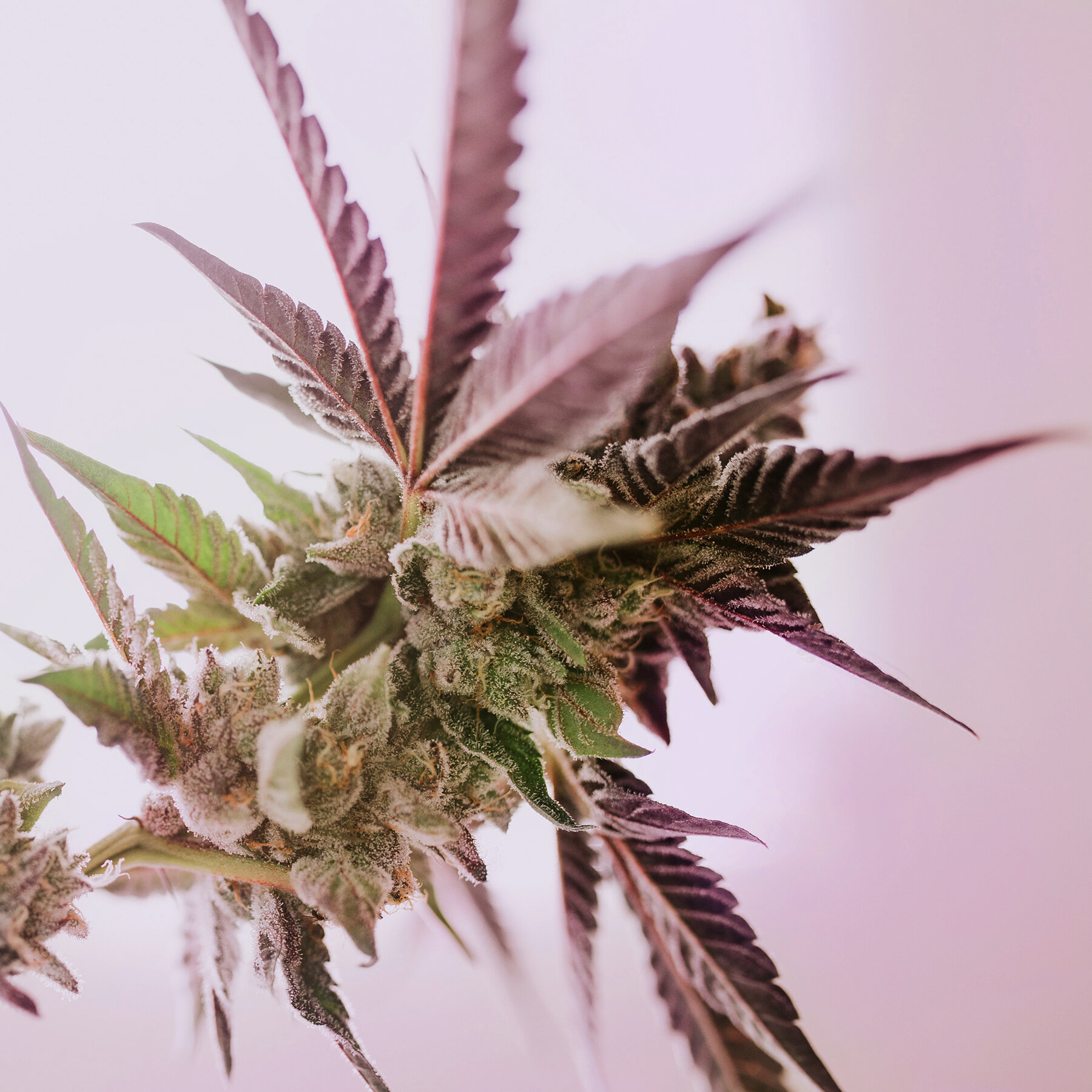 THC_PINK COOKIES_LEAVES_SQ.jpg