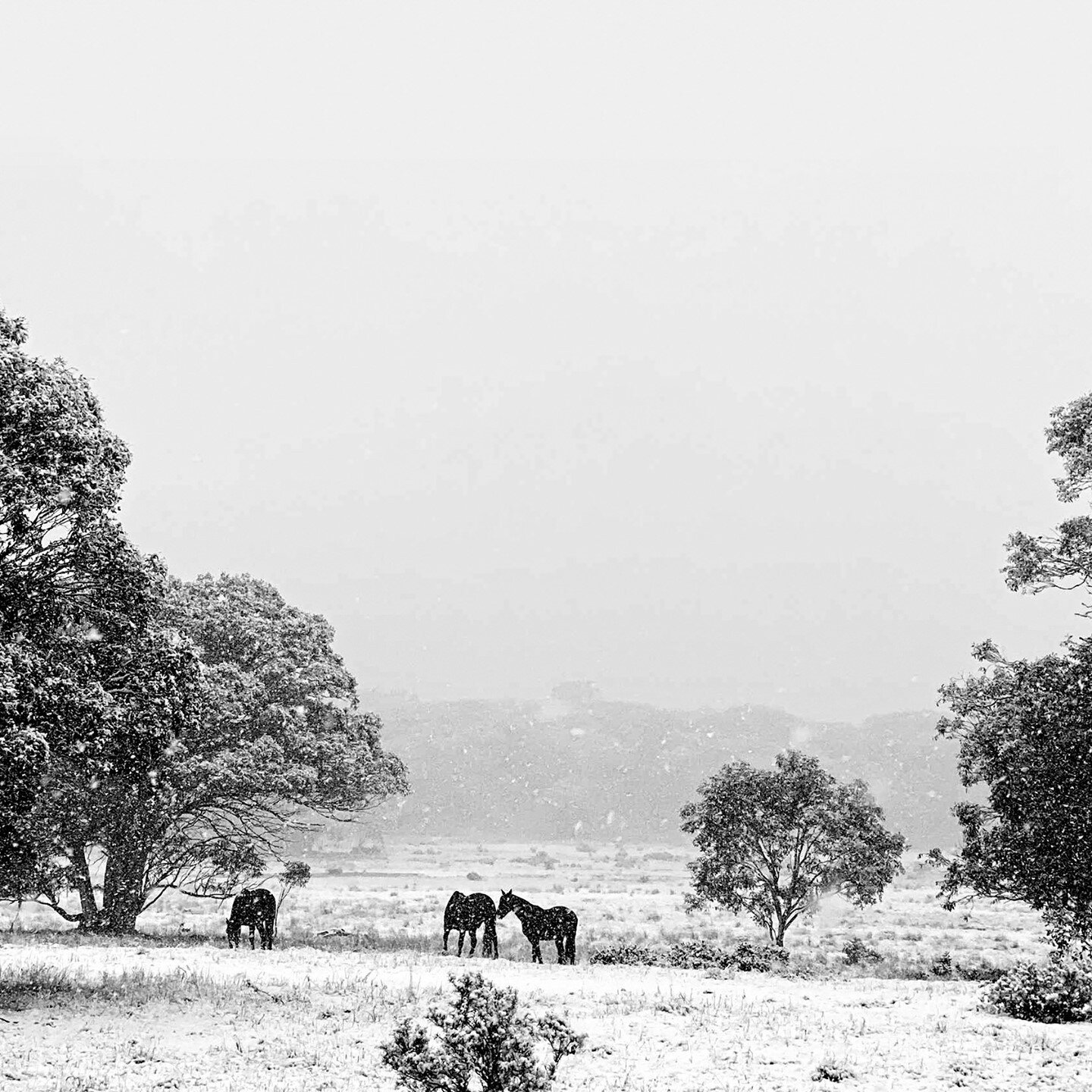 ELEVATED &bull; High altitude, high quality. Taken from our beautiful property in Victoria&rsquo;s high country, where we gently raise our herds with caring staff on horseback. Our Full Blood Wagyu beef comes from our breeding herds, dispersed across