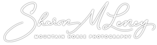 Mountain Horse Photography