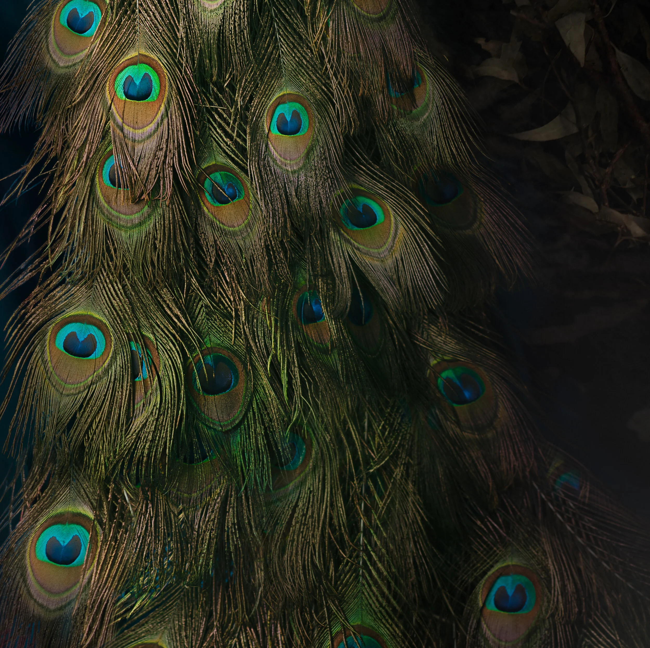 peacock detail 3 square.jpg