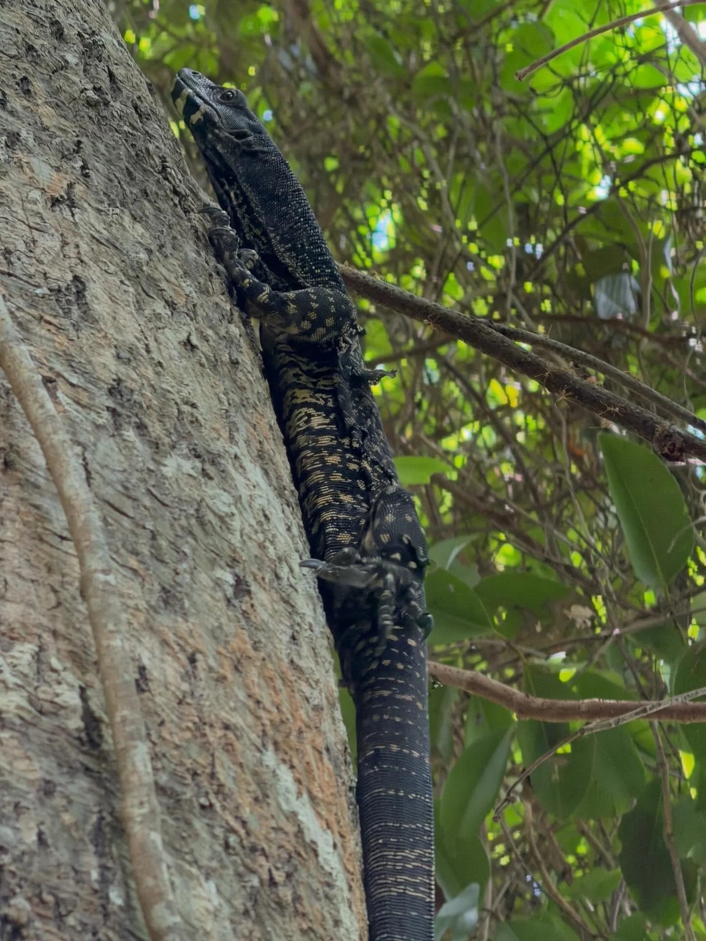 Came across this spectacular Lace Monitor (Varanus various) today on the Arlie Creek Track walk. 🦎 
.
#lizardsofinstagram #lacemonitor #reptiles